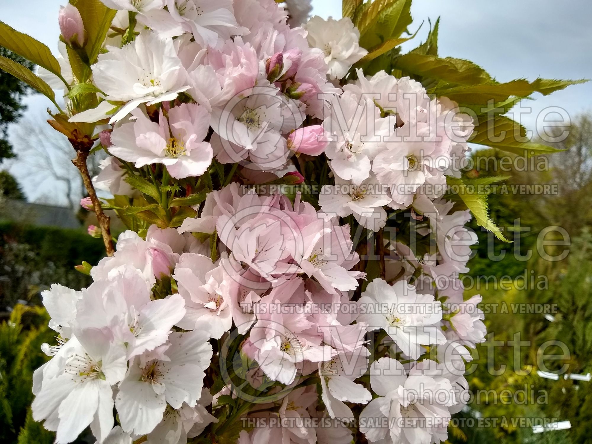 Prunus Amanogawa (cherry tree) 2