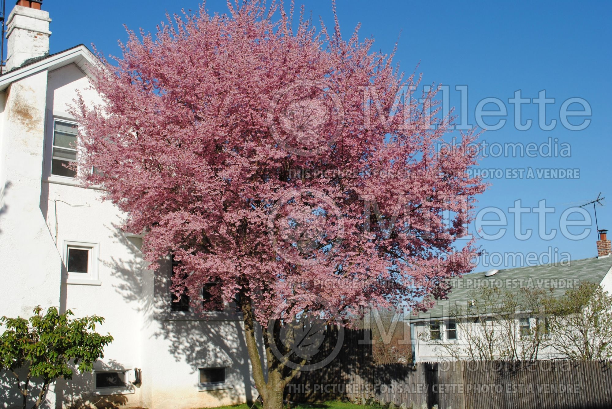 Prunus Okame (Flowering cherry trees) 3