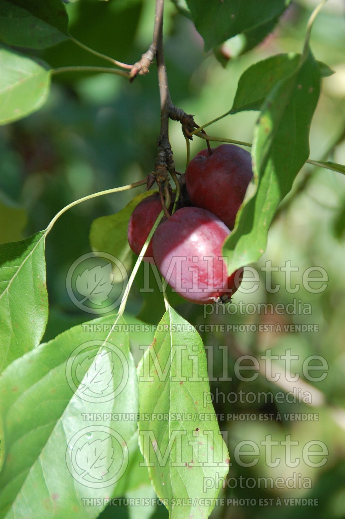 Prunus Redheart aka Red Heart (plum) 2