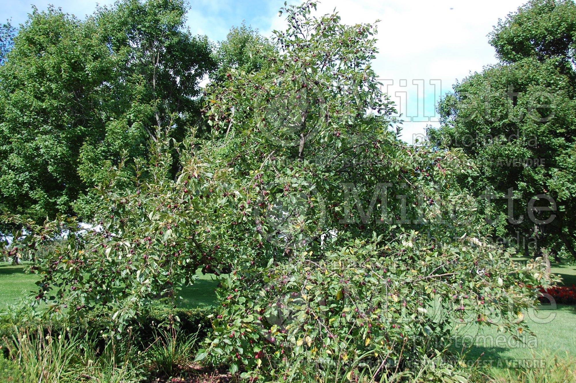 Prunus Redheart aka Red Heart (plum) 1