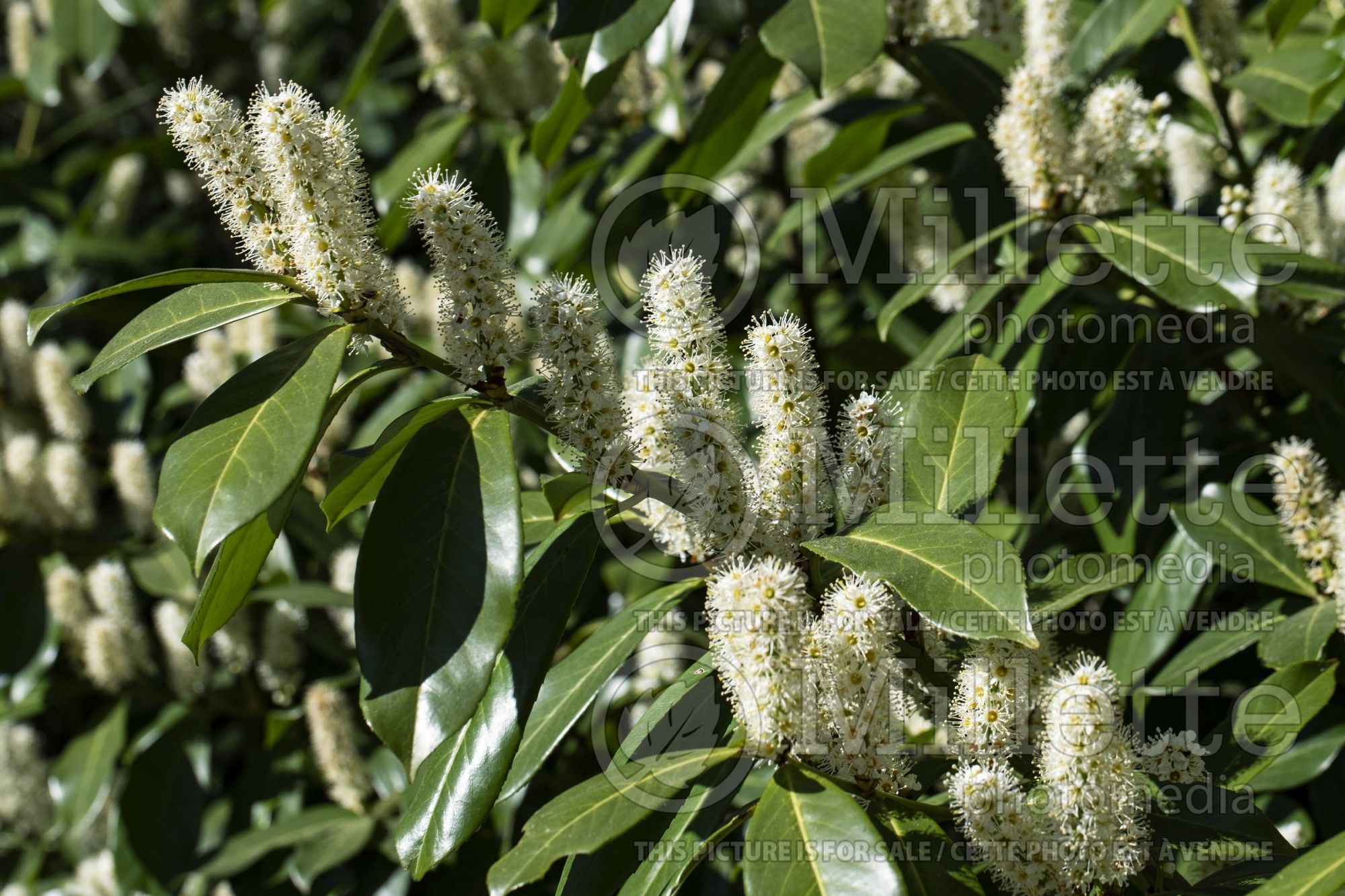 Prunus Otto Luyken (cherry laurel) 2