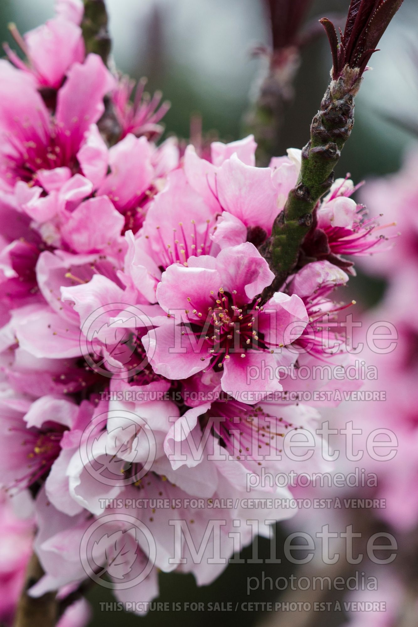 Prunus Bonfire (Peach tree) 7