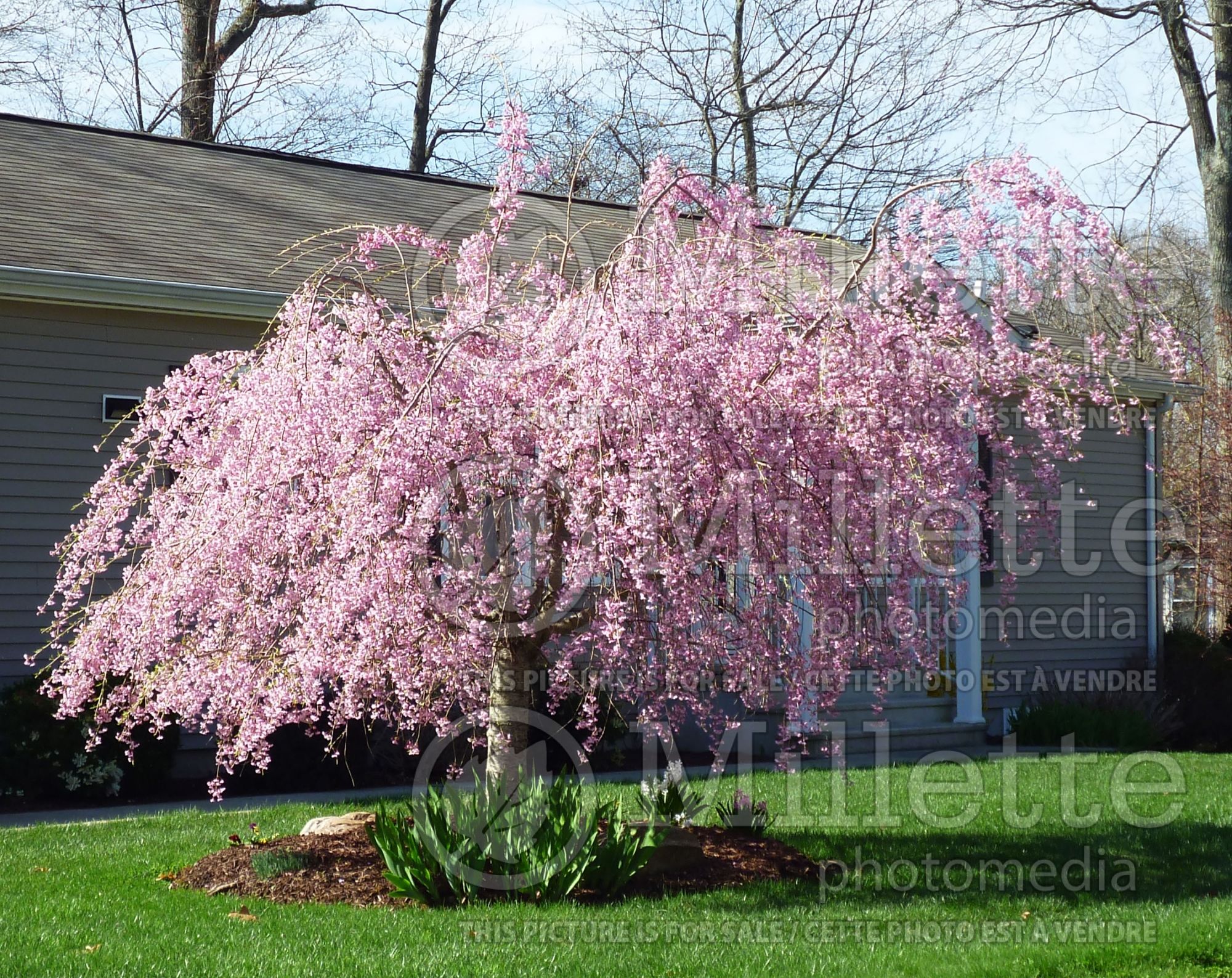 Prunus Pink Snow Showers aka Pisnshzam (Weeping Cherry tree) 1