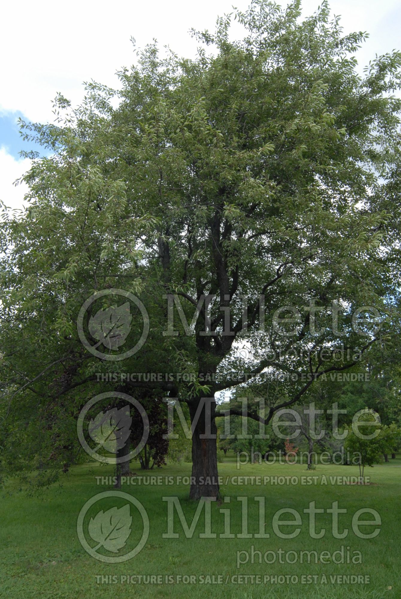 Prunus serotina (Black cherry) 3
