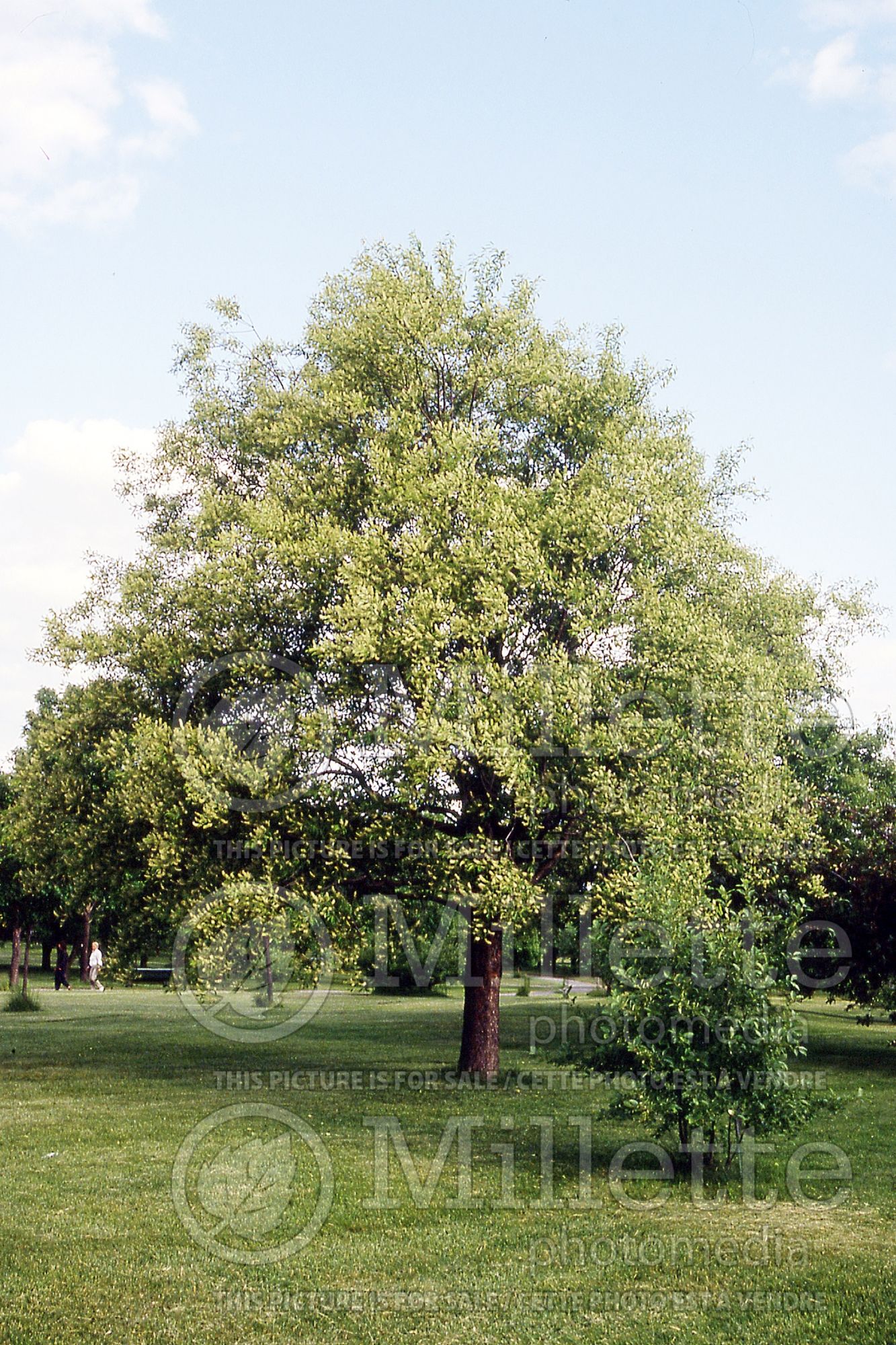 Prunus serotina (Black cherry) 4