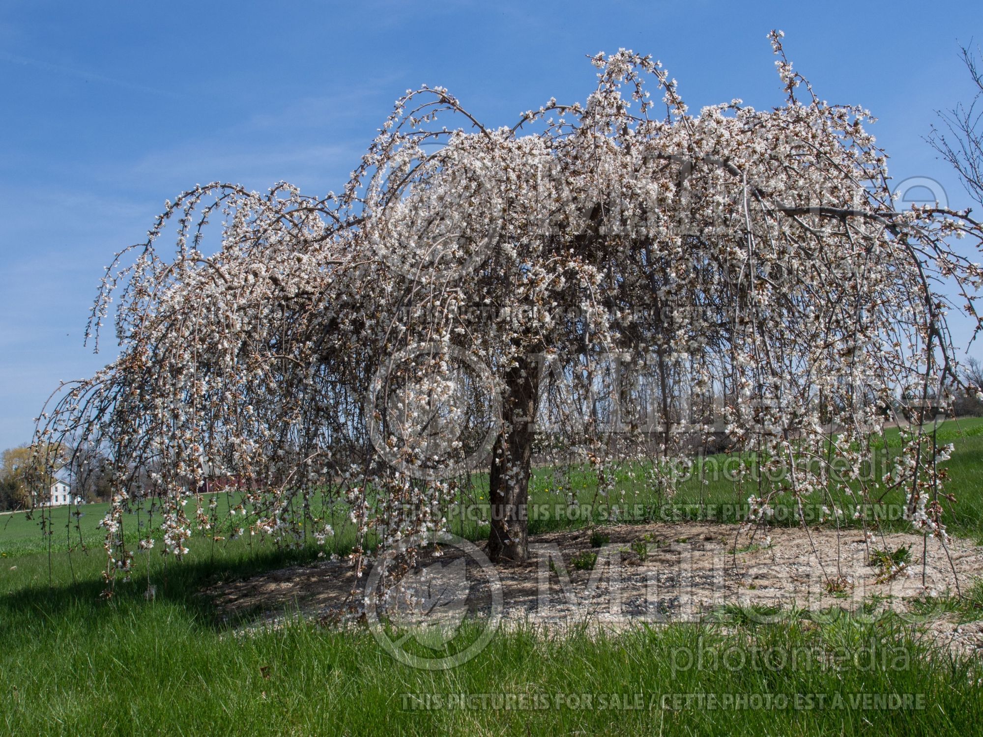 Prunus Snow Fountain aka White Fountain aka Snowfozam (Weeping Cherry tree) 5