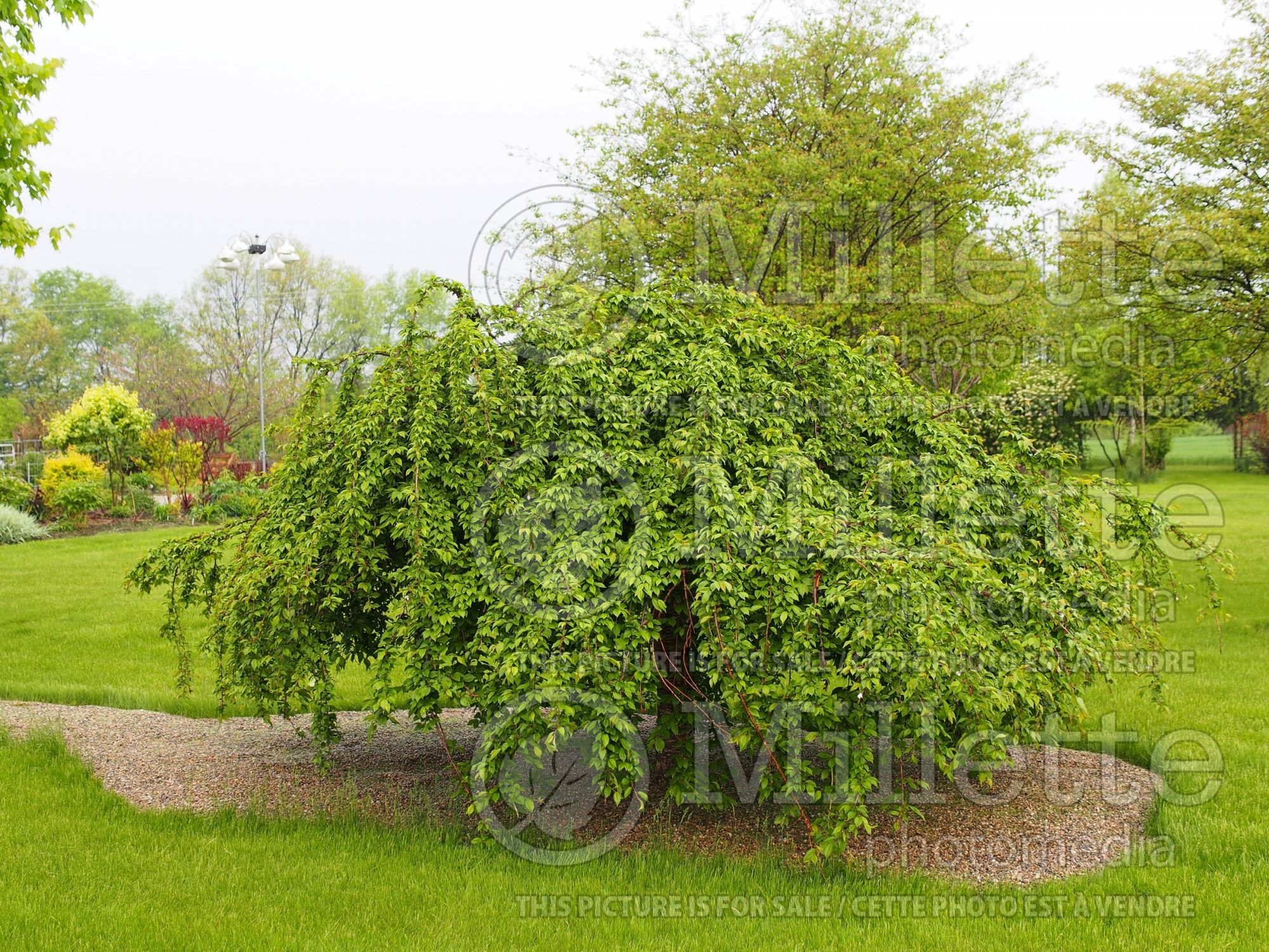 Prunus Snow Fountain aka White Fountain aka Snowfozam (Weeping Cherry tree) 6