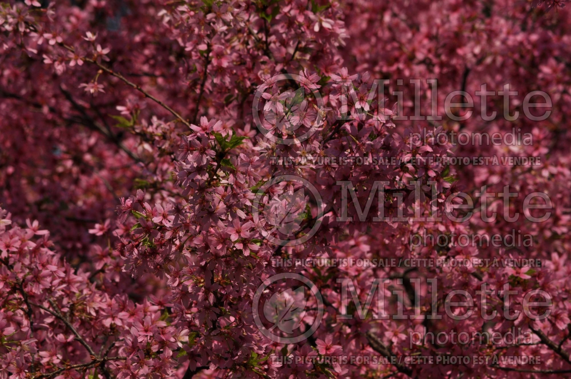 Prunus subhirtella (higan cherry) 3