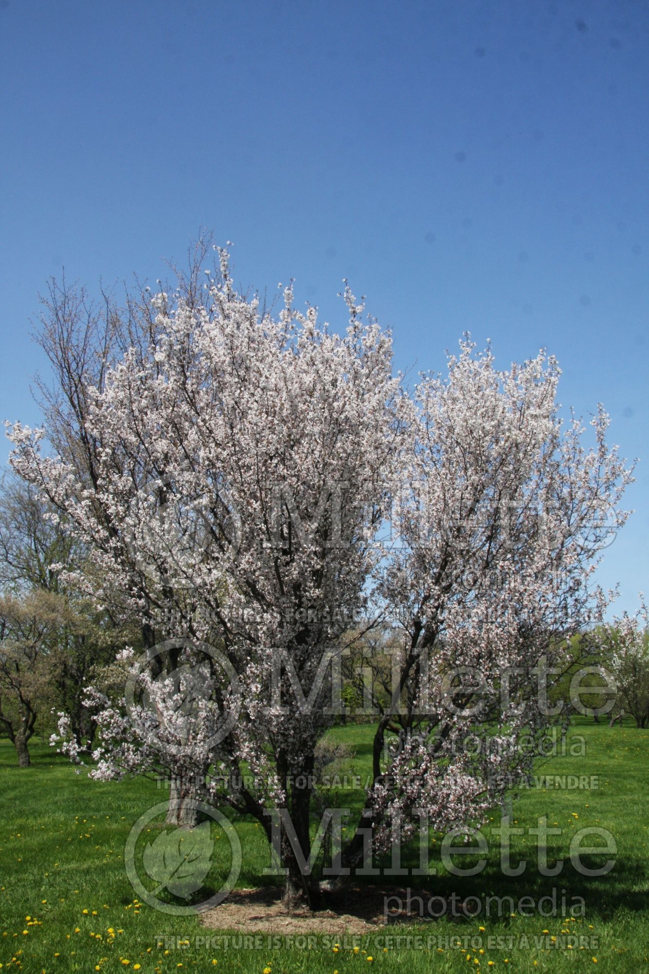 Prunus subhirtella (higan cherry) 5