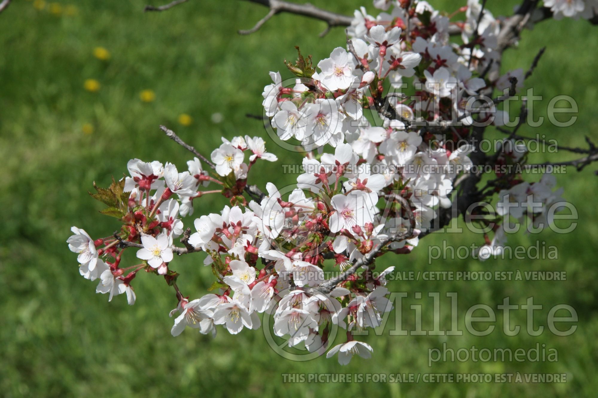 Prunus subhirtella (higan cherry) 6