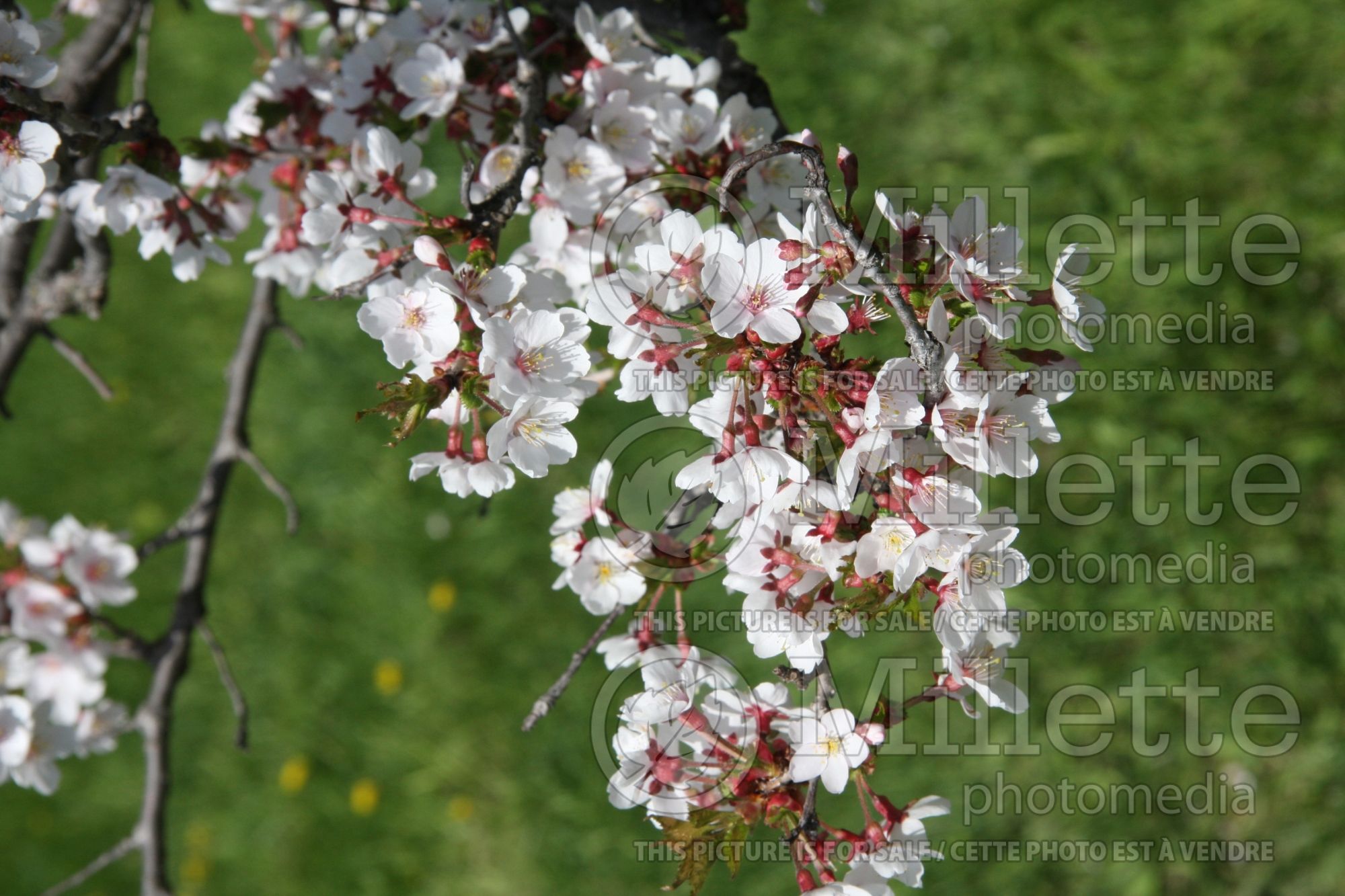 Prunus subhirtella (higan cherry) 7
