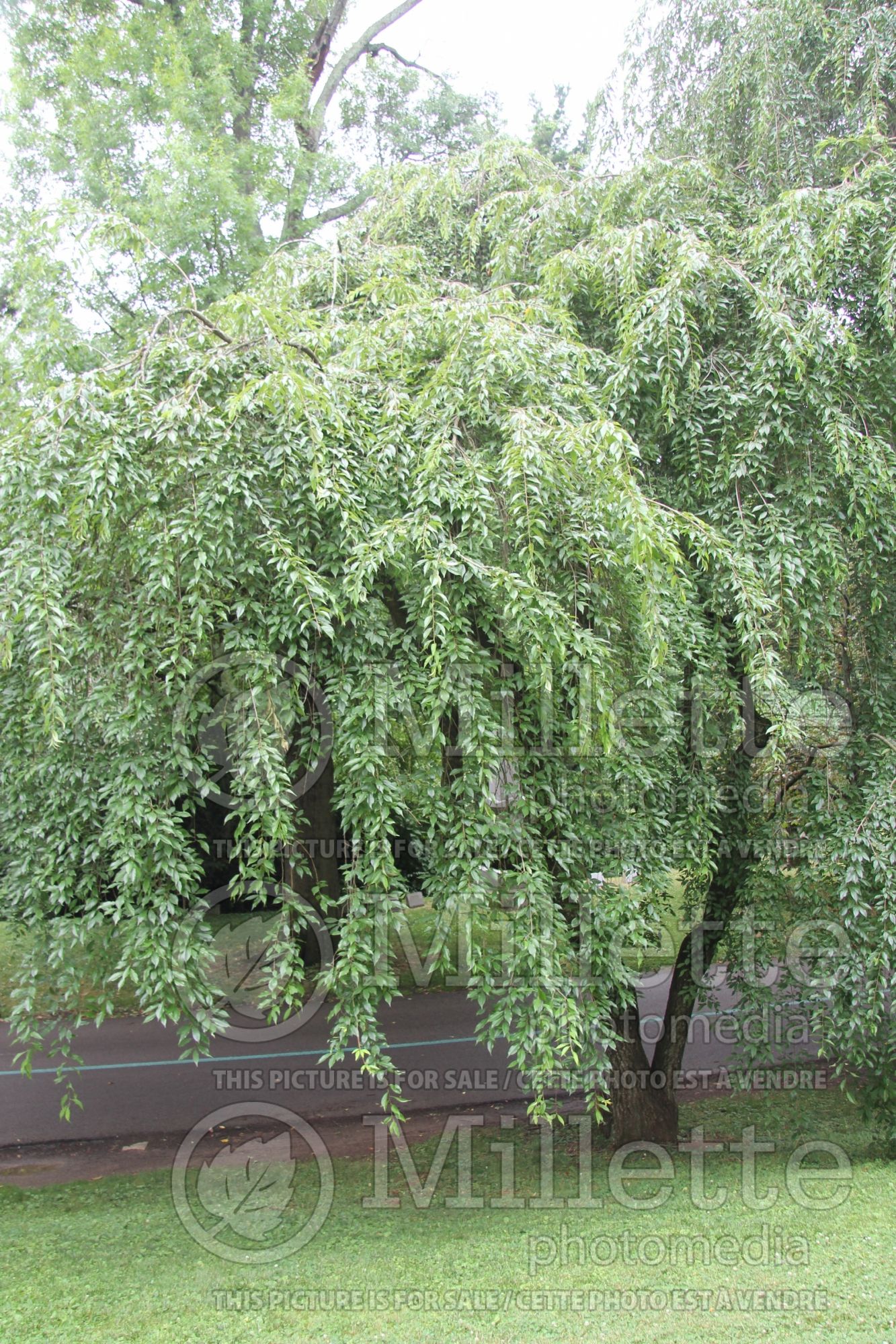 Prunus subhirtella (higan cherry) 4