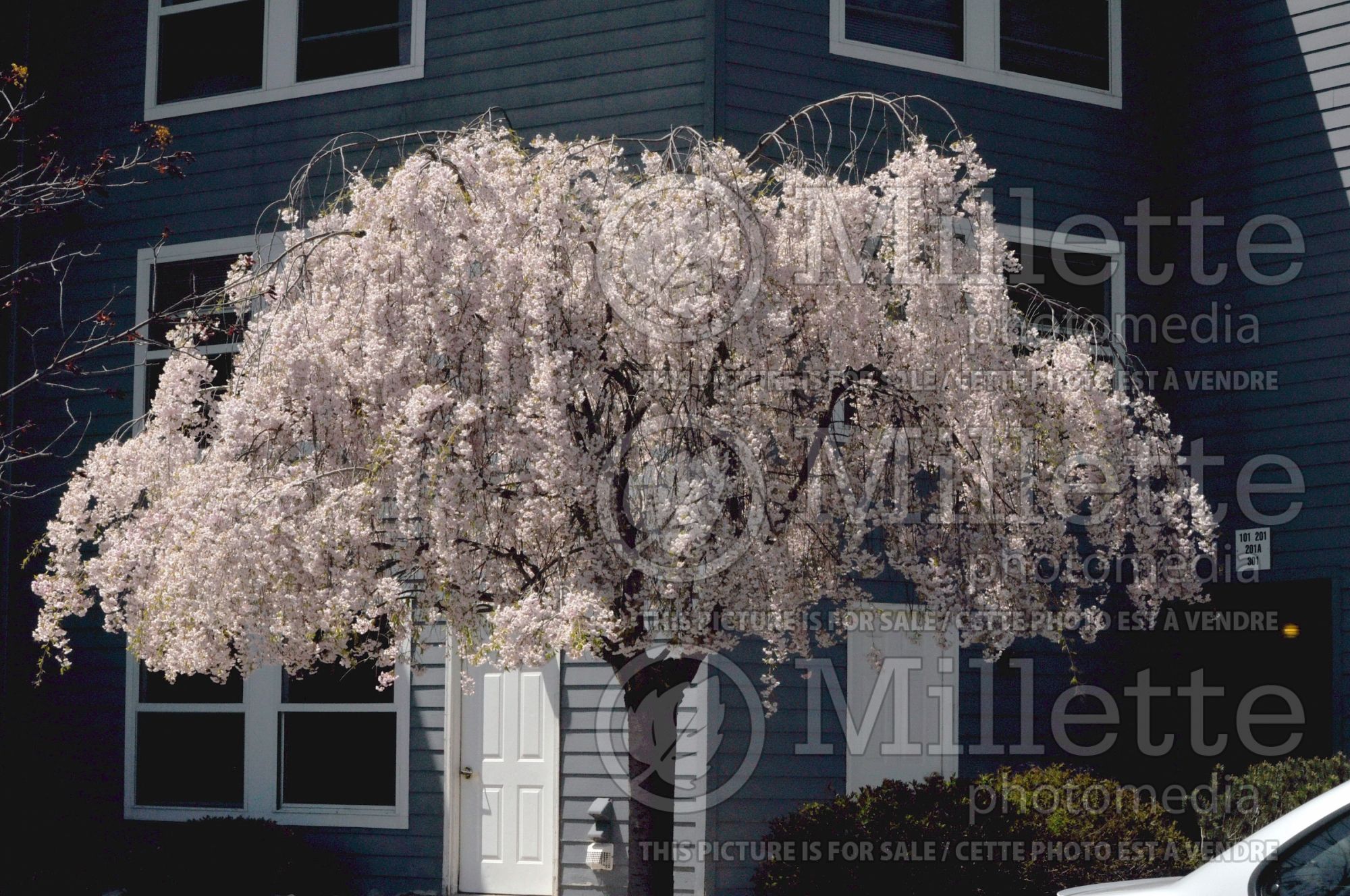 Prunus subhirtella (higan cherry) 8