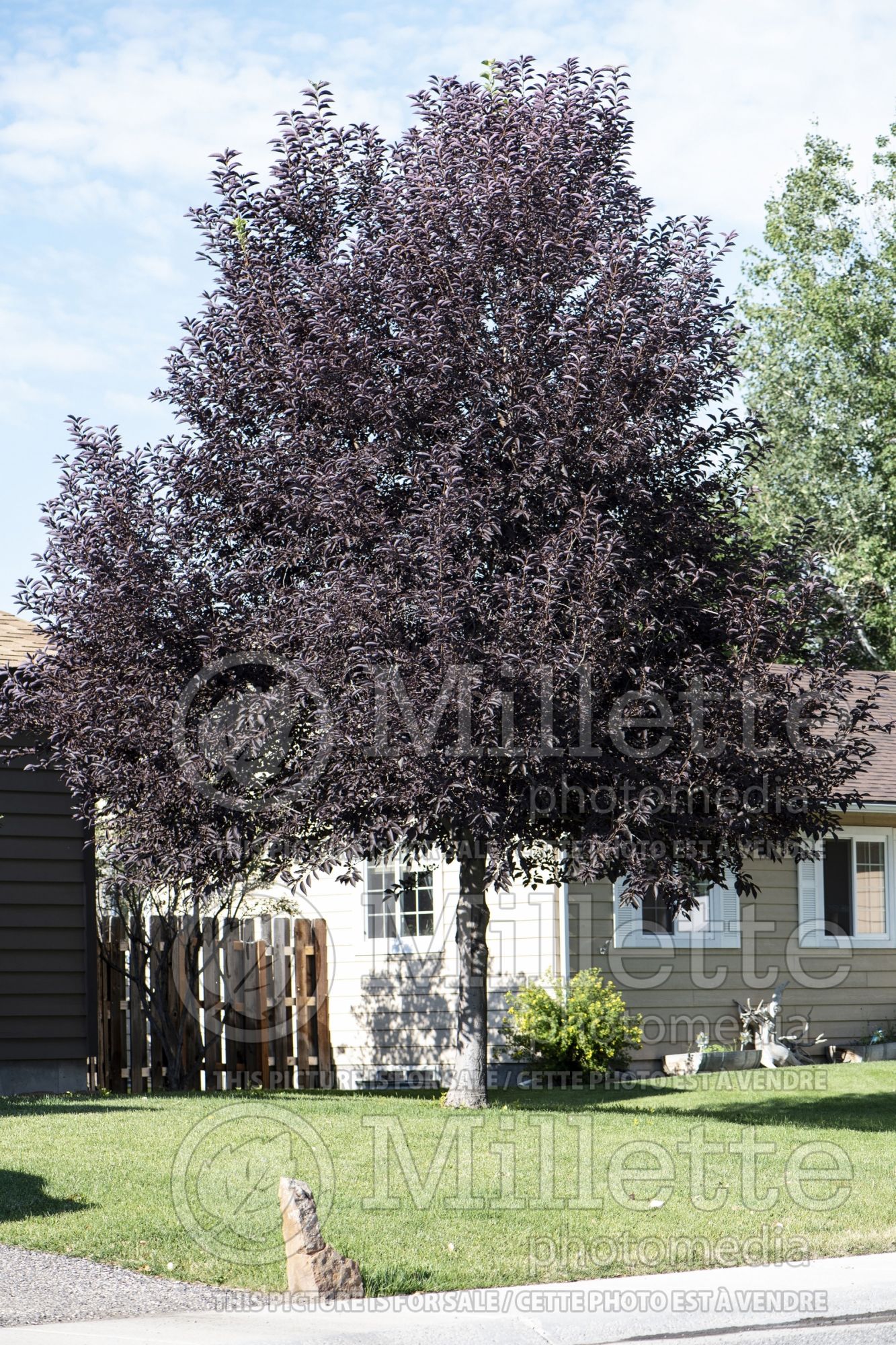 Prunus Canada Red (Chokecherry) 2