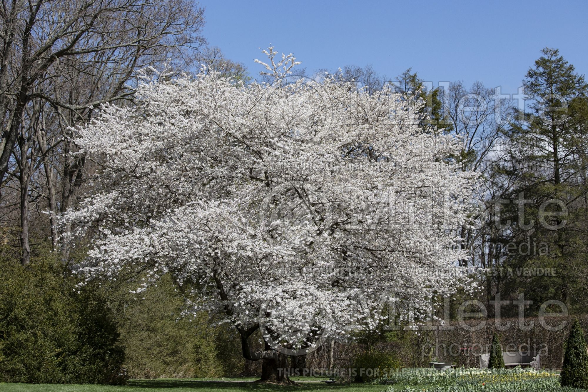 Prunus yedoensis (Yoshino cherry tree) 7