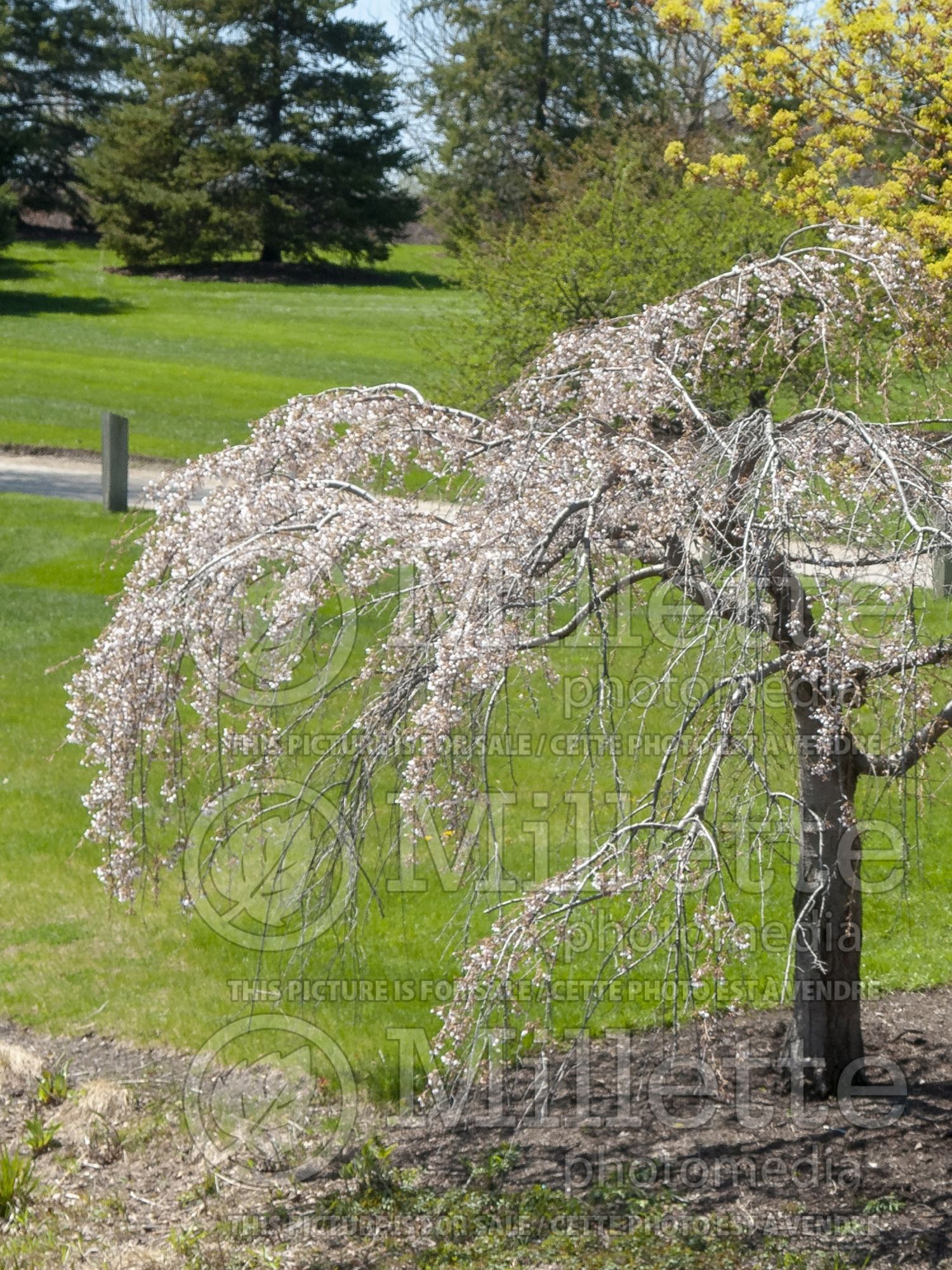Prunus Shidare-Yoshino (Yoshino cherry tree) 1