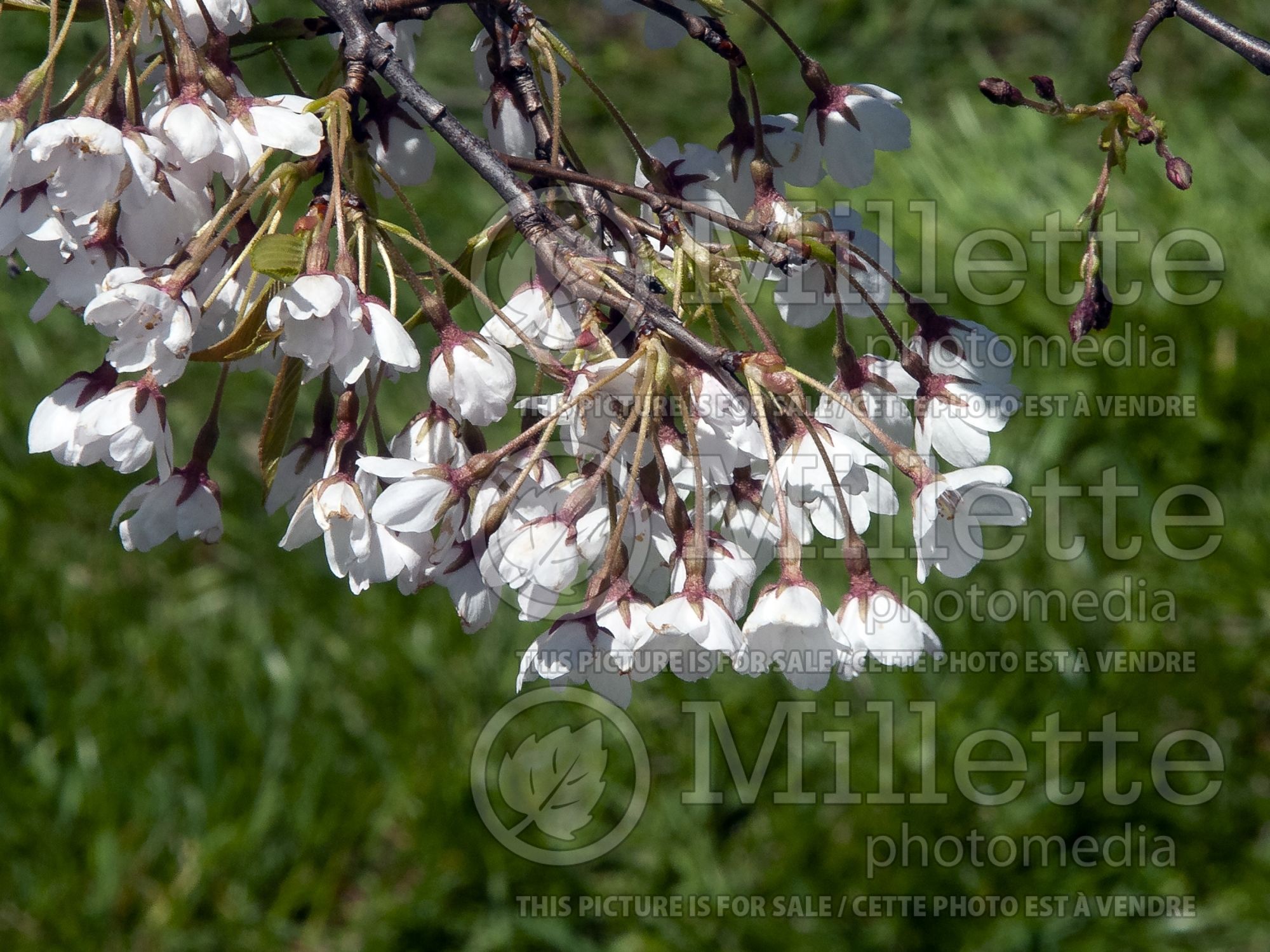 Prunus Shidare-Yoshino (Yoshino cherry tree) 2