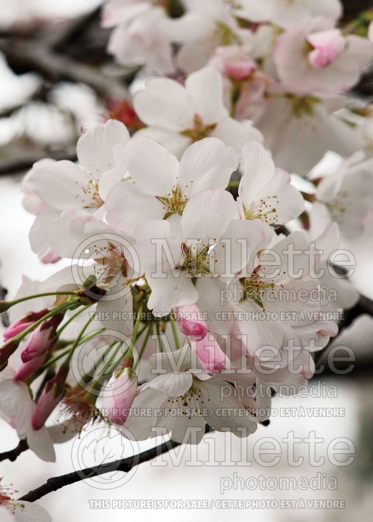 Prunus yedoensis (Yoshino cherry tree) 8