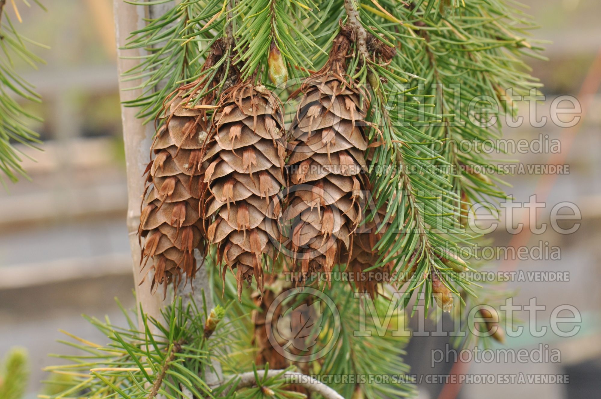 Pseudotsuga menziesii (Douglas Fir conifer) 3