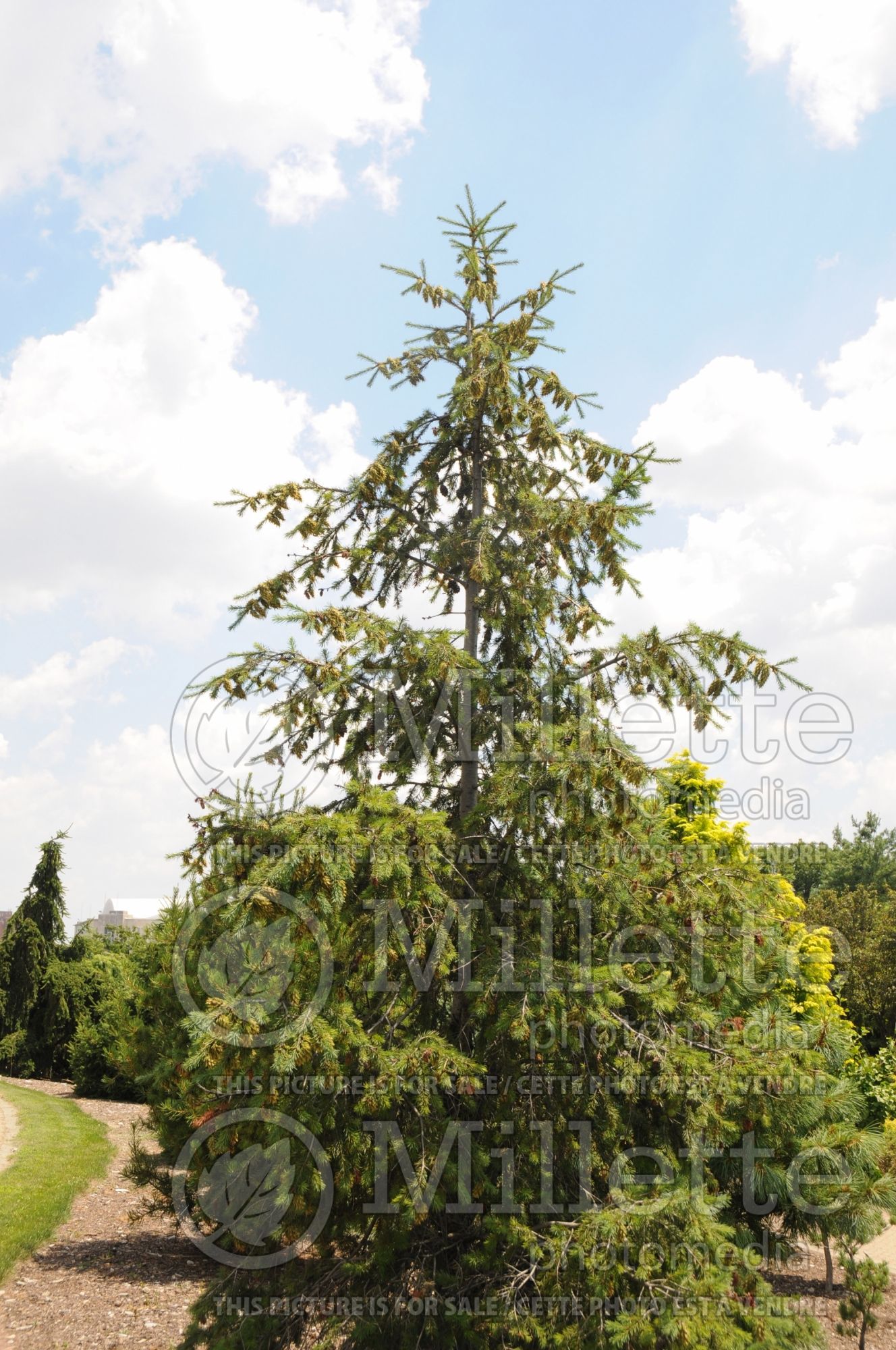 Pseudotsuga menziesii (Douglas Fir conifer) 4