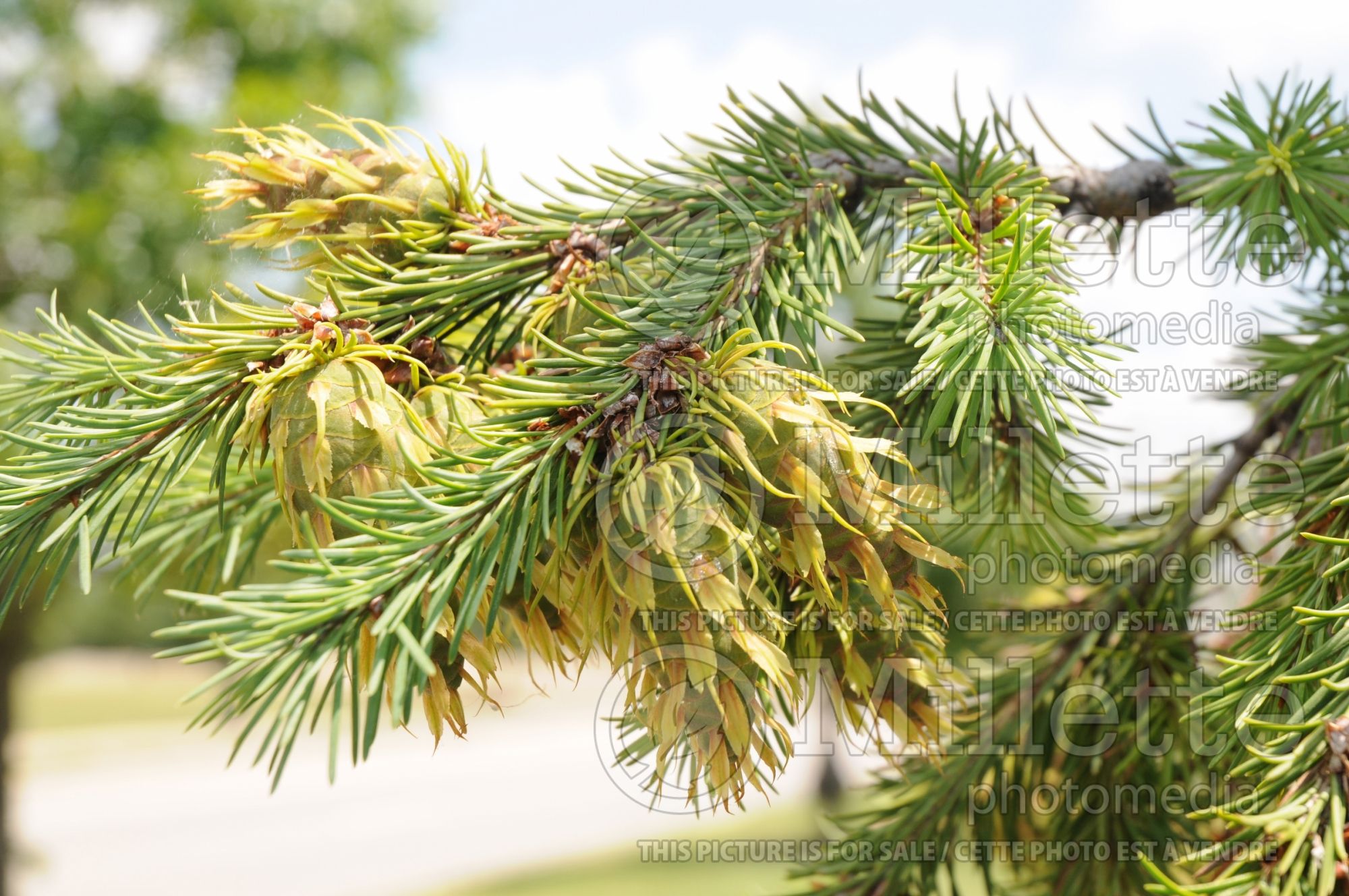 Pseudotsuga menziesii (Douglas Fir conifer) 6