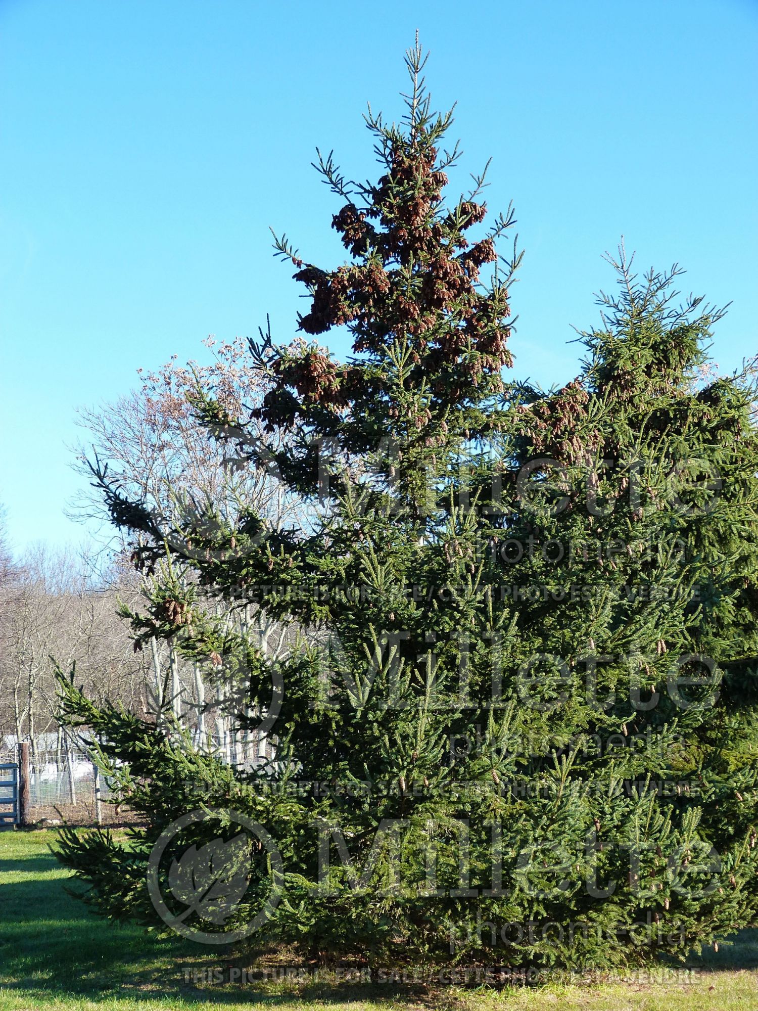 Pseudotsuga menziesii (Douglas Fir conifer) 7