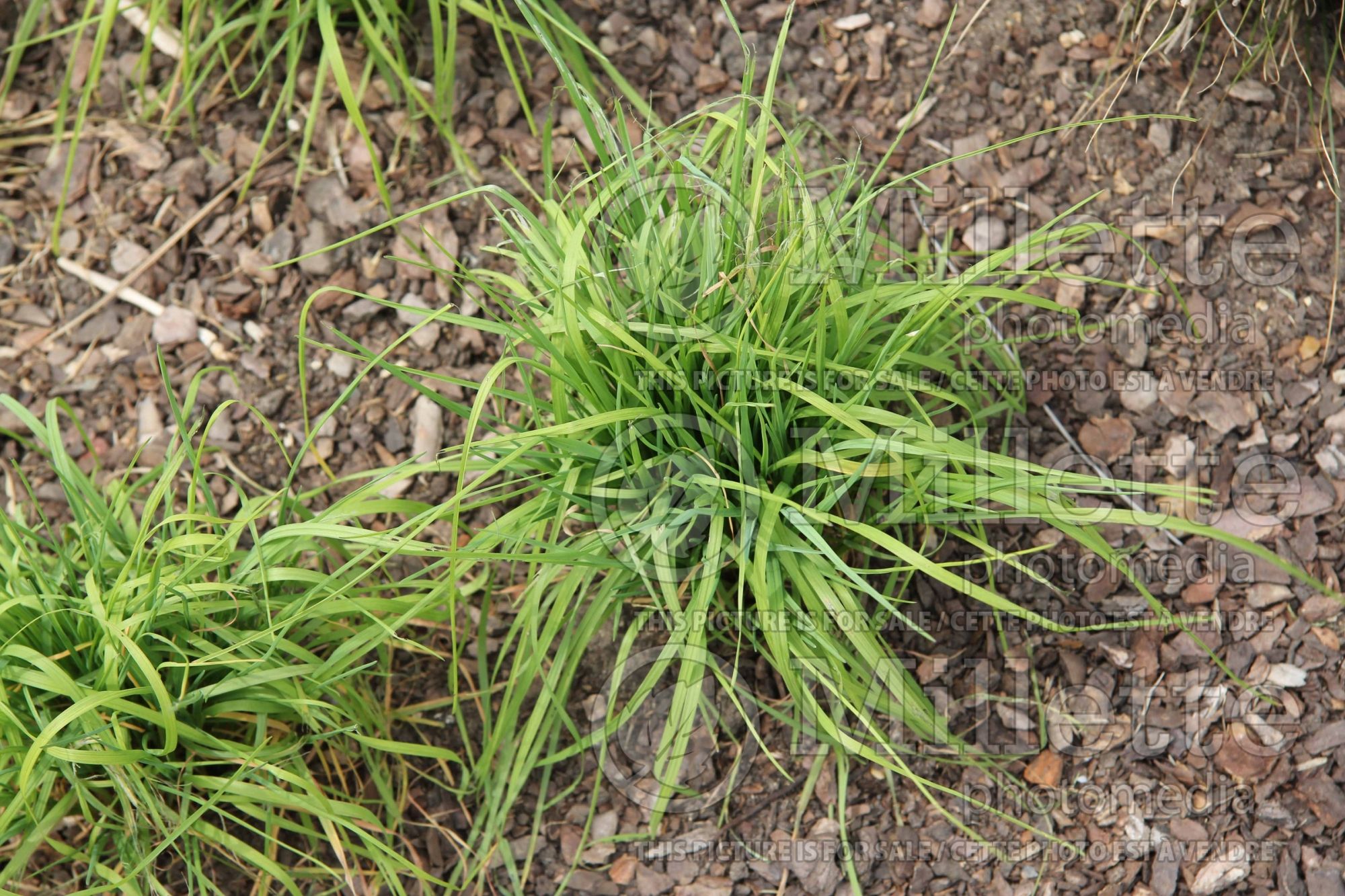 Puccinellia distans (European alkali grass) 1