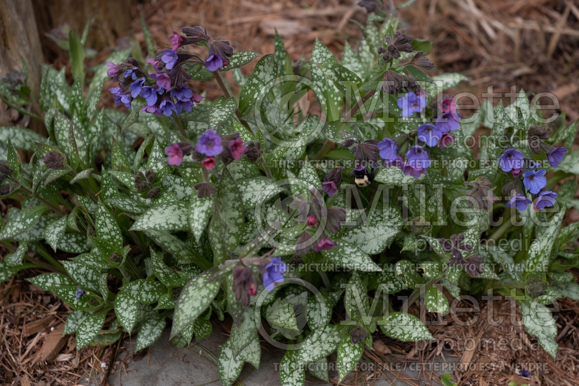 Pulmonaria Berries and Cream (Lungwort) 1