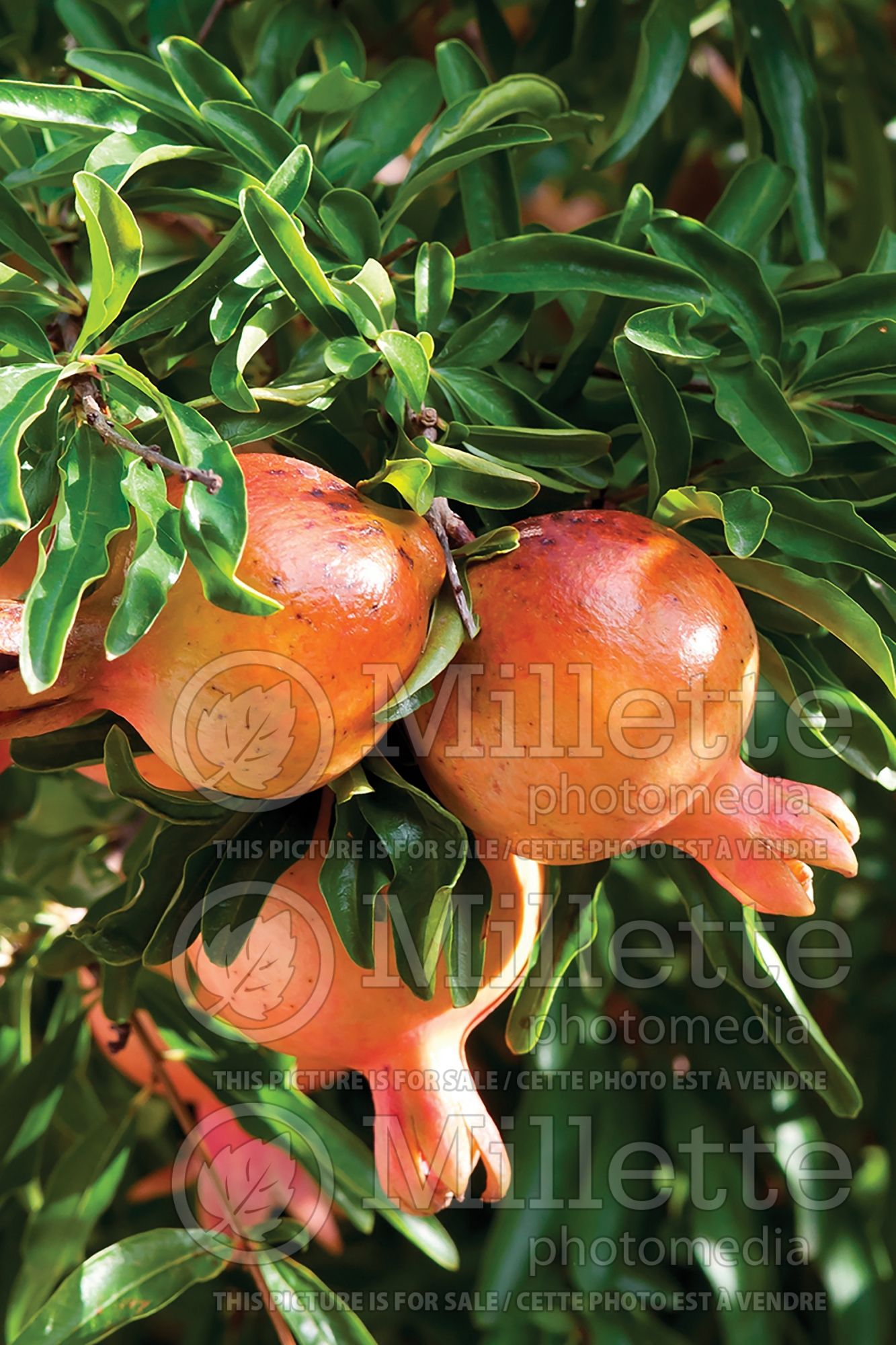 Punica Sirenevyi (Pomegranate) 1