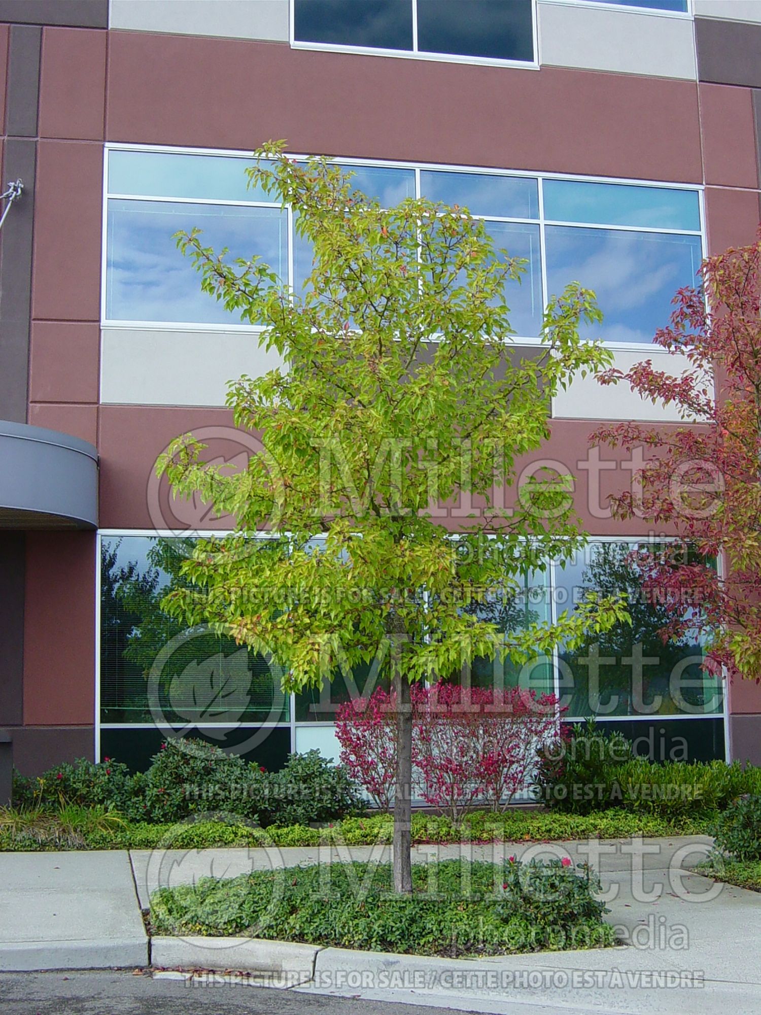 Pyrus Aristocrat (Callery pear tree) 3
