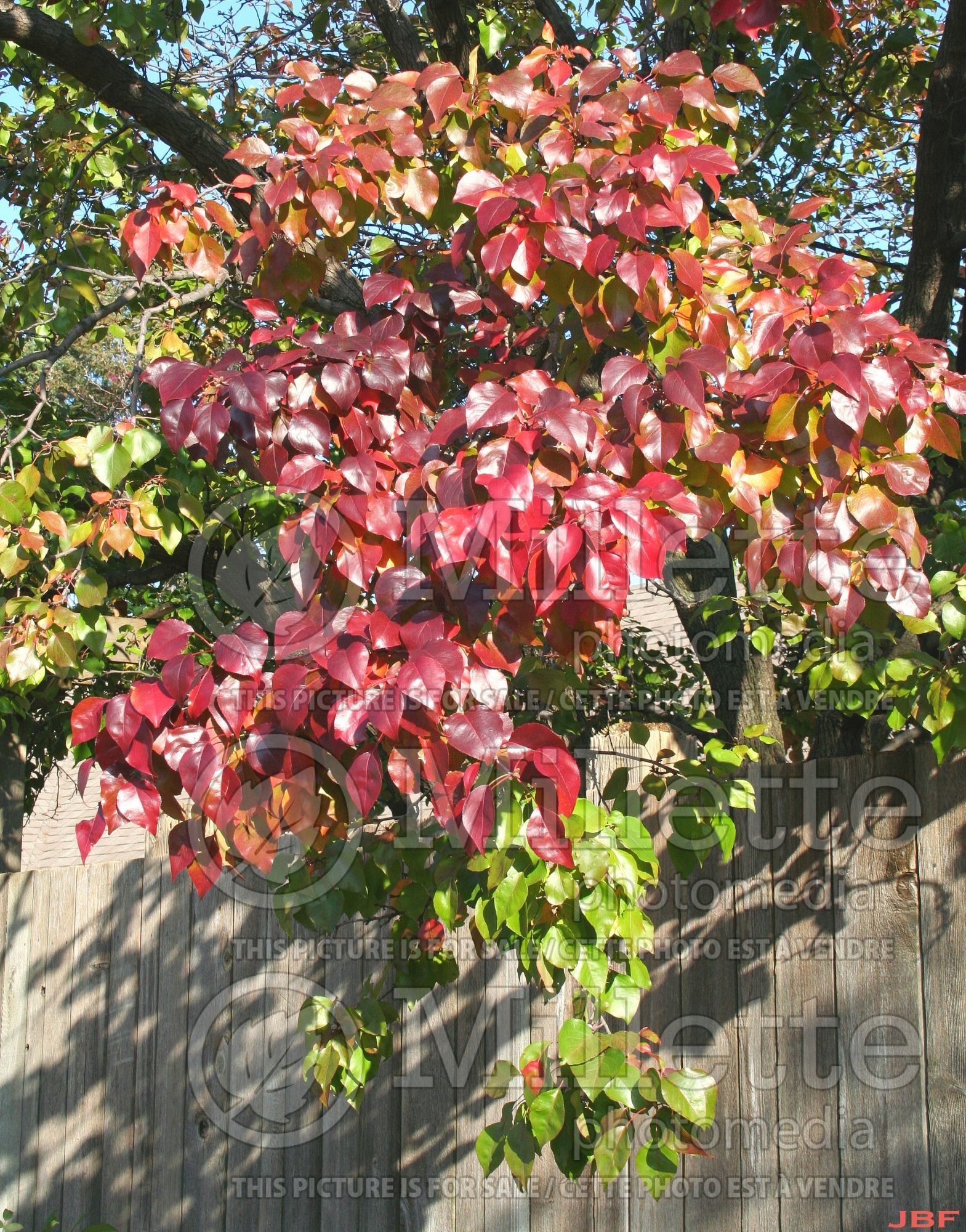 Pyrus Autumn Blaze (Callery Pear) 5