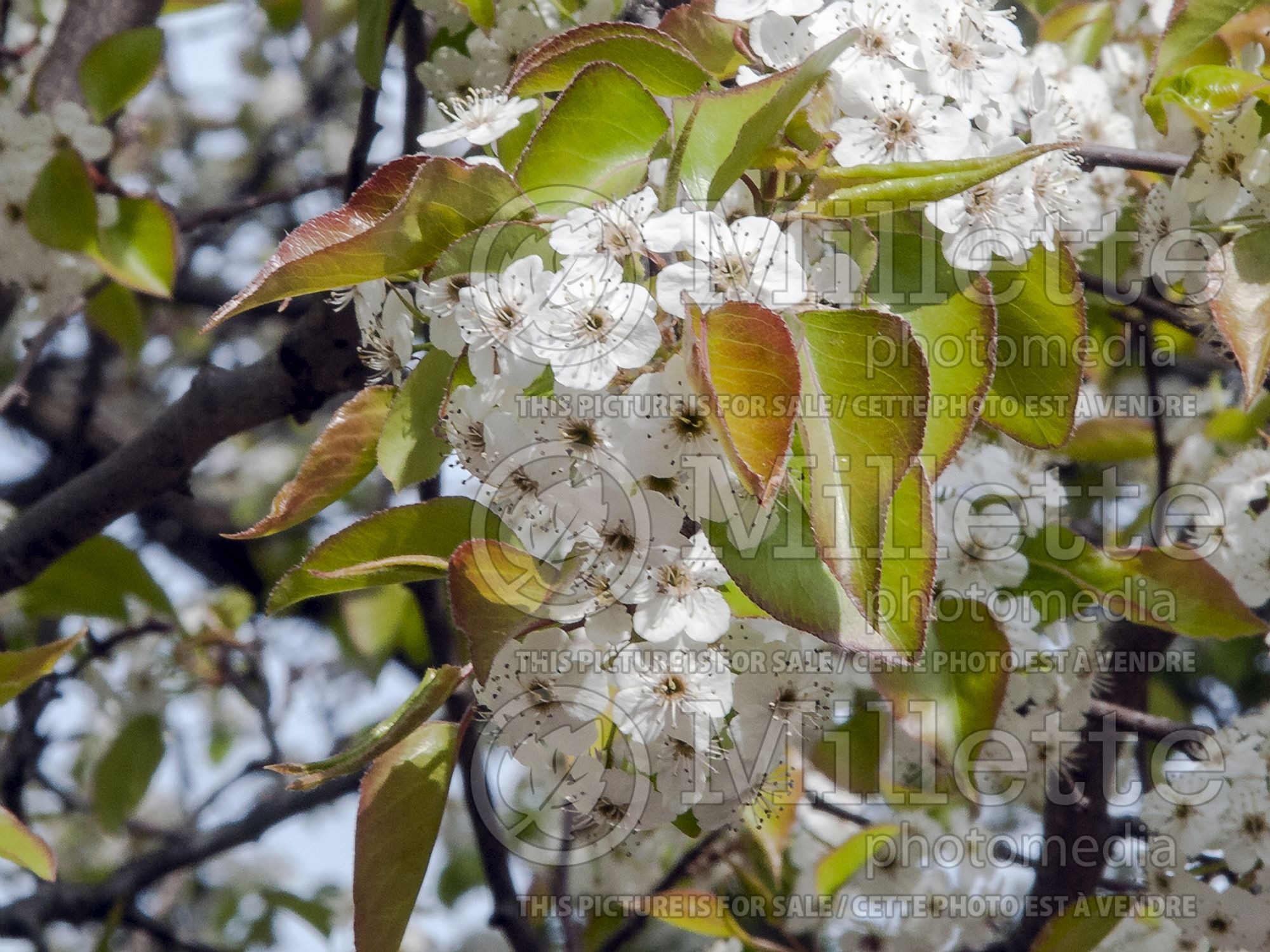 Pyrus Autumn Blaze (Callery Pear) 3