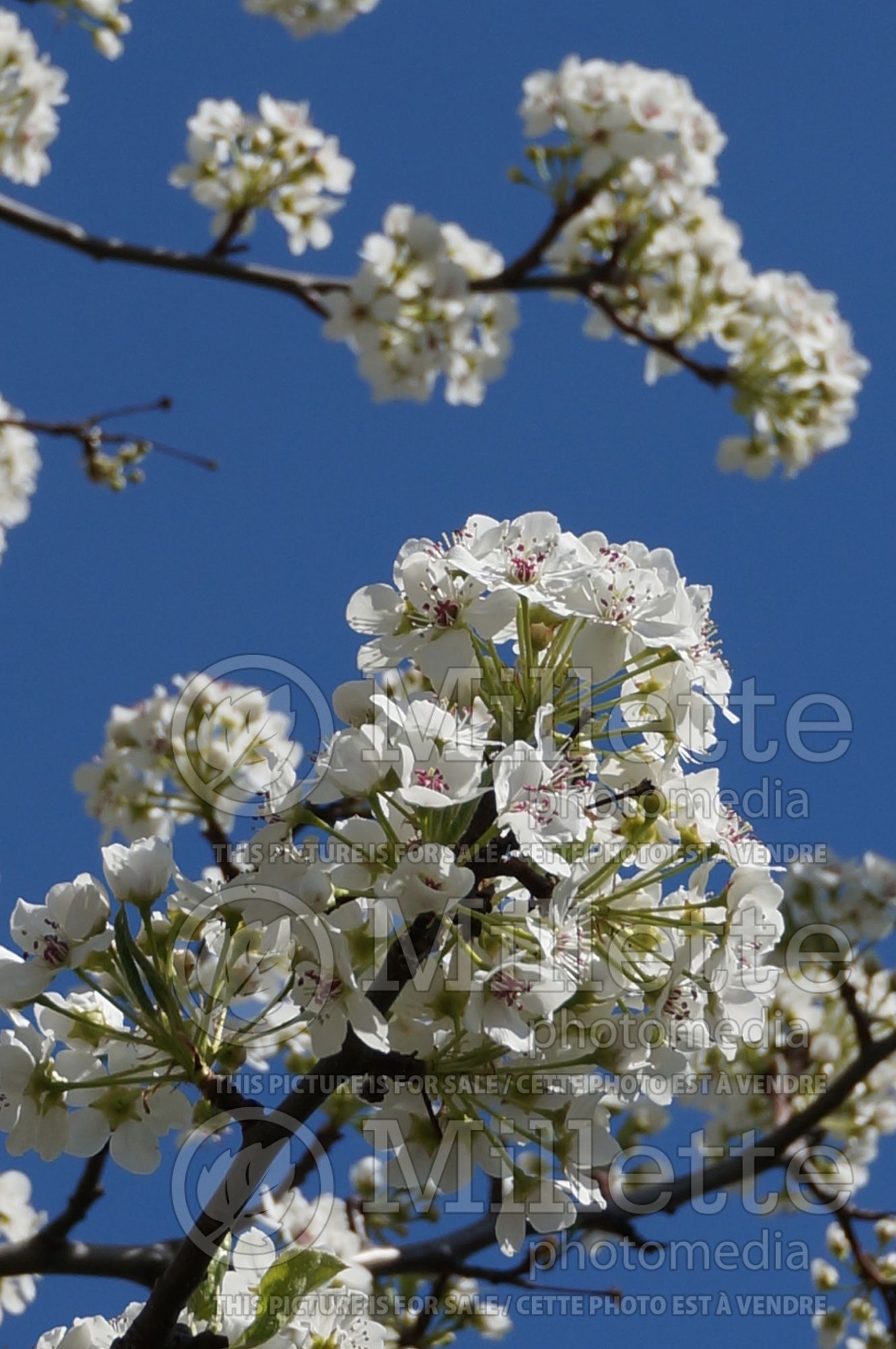 Pyrus Bradford (ornamental callery pear) 6