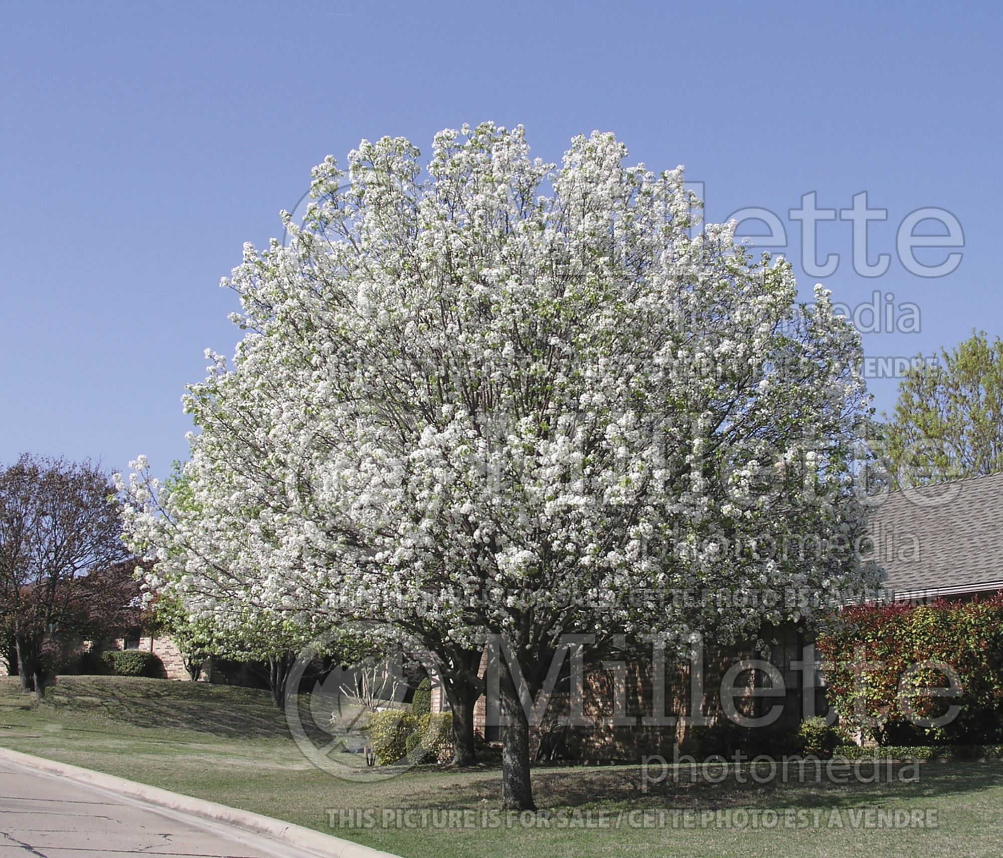 Pyrus Bradford (ornamental callery pear) 4