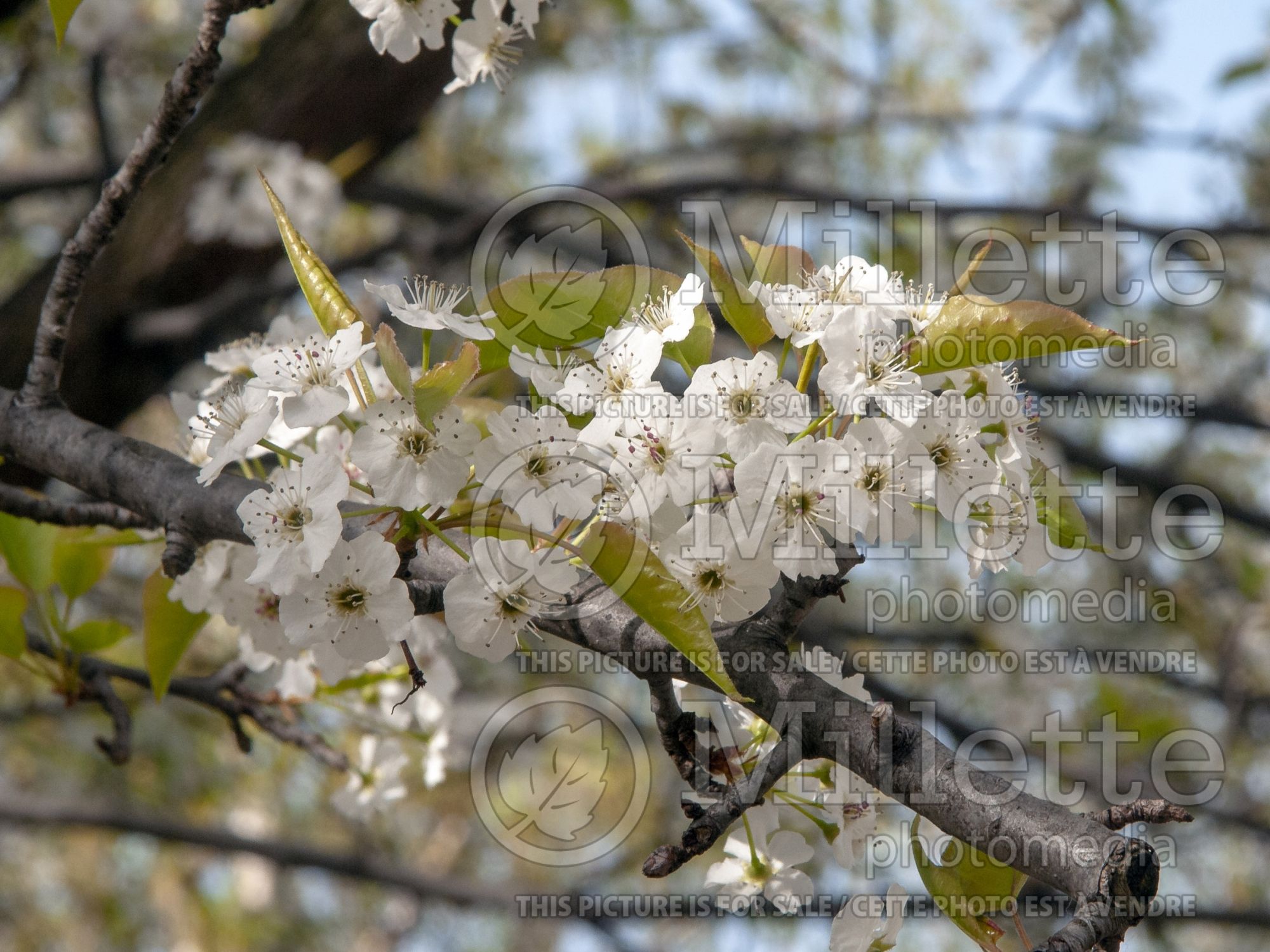 Pyrus Trinity (Callery Pear) 2