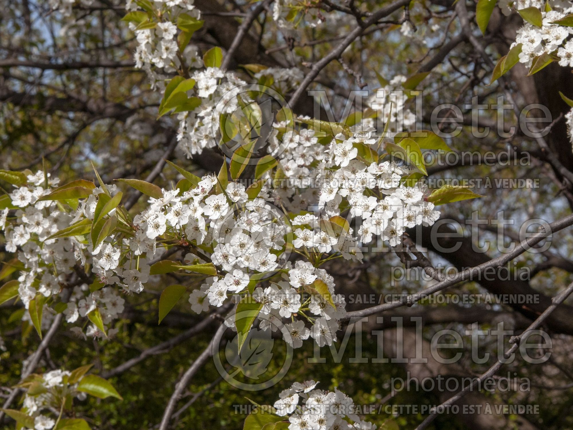 Pyrus Trinity (Callery Pear) 3