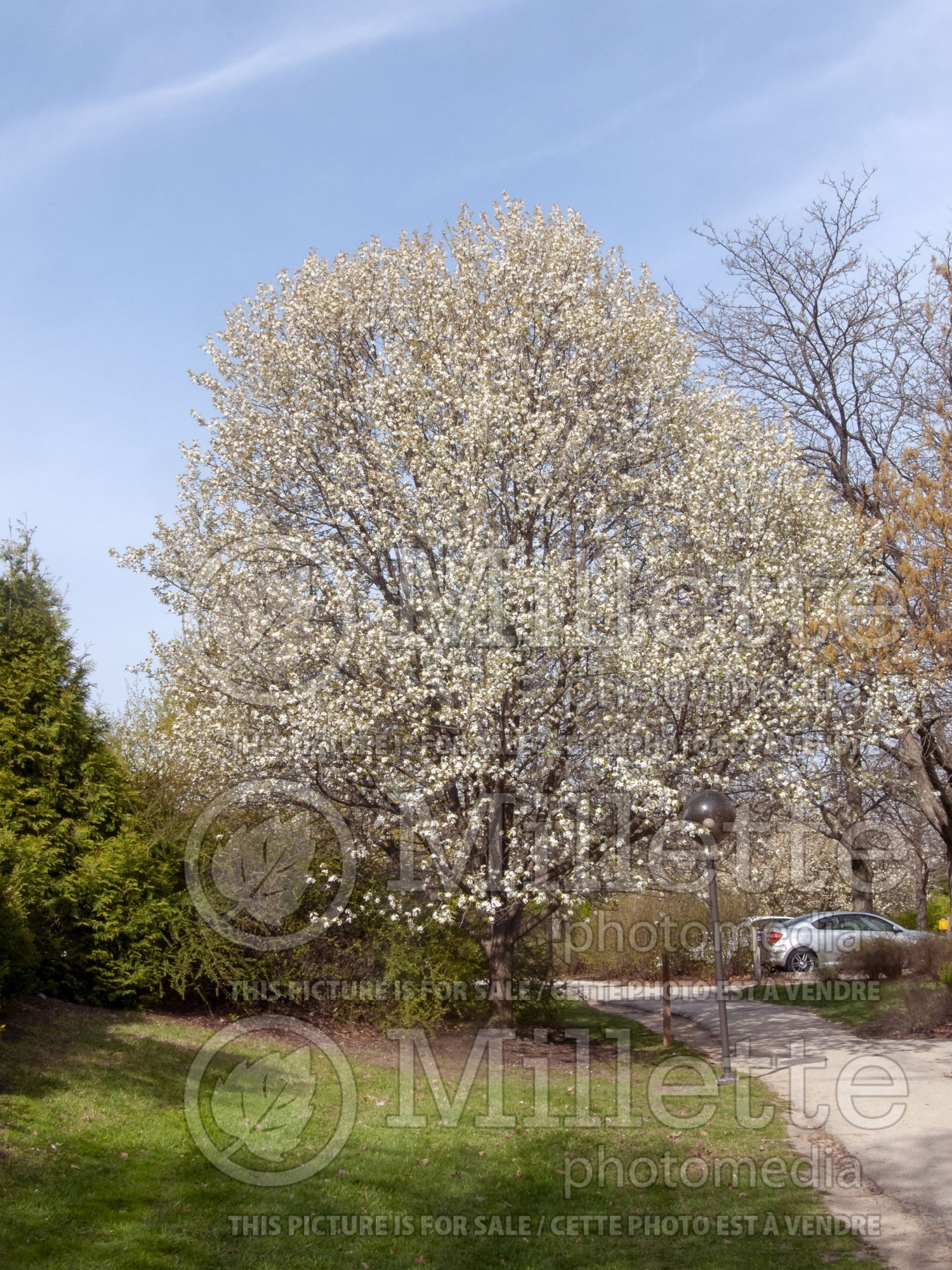 Pyrus Trinity (Callery Pear) 1