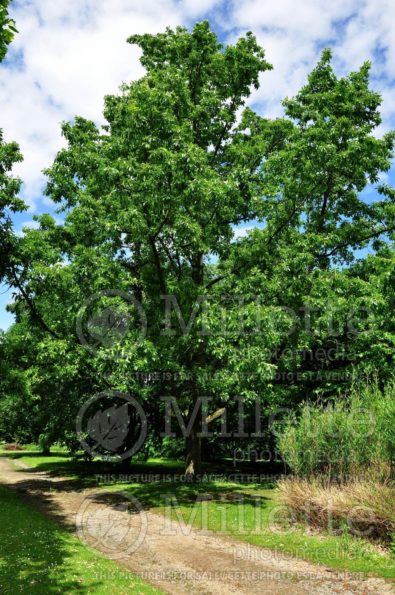 Quercus acutissima (sawtooth oak) 2