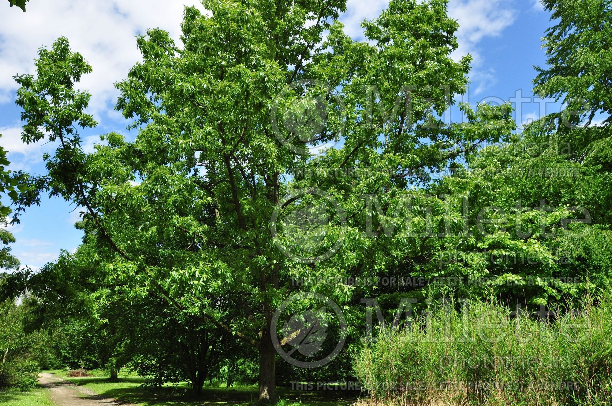 Quercus acutissima (sawtooth oak) 1