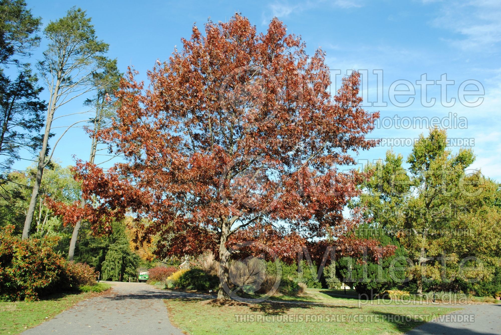 Quercus coccinea (Scarlet oak) 4