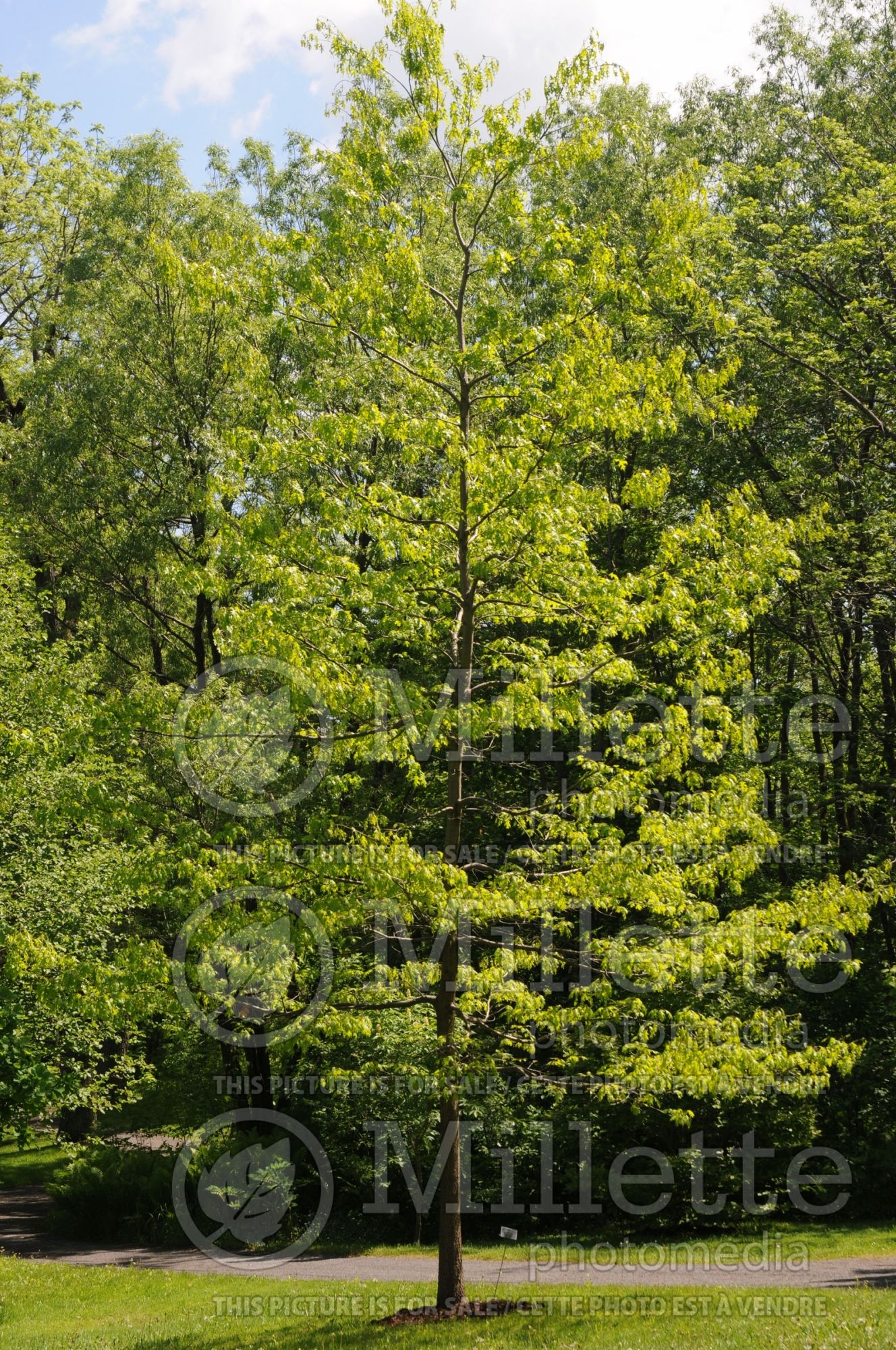 Quercus coccinea (Scarlet oak) 8