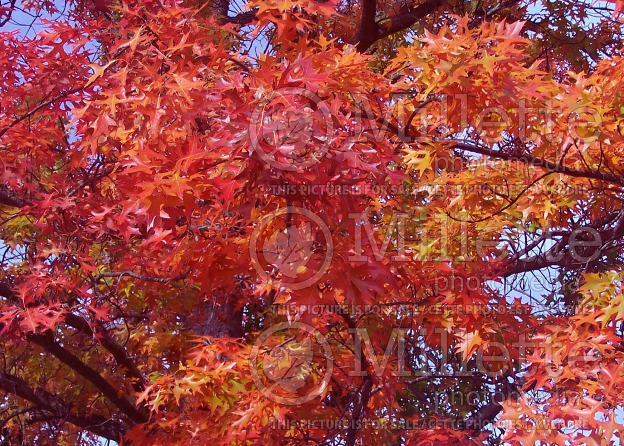 Quercus coccinea (Scarlet oak) 7