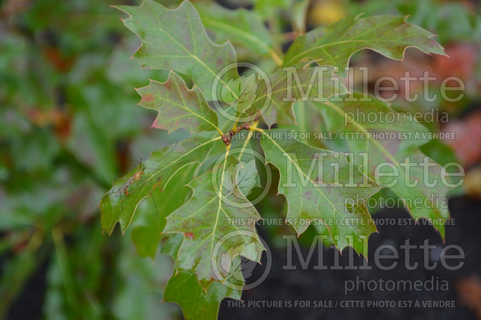 Quercus ilicifolia (bear oak or scrub oak) 1