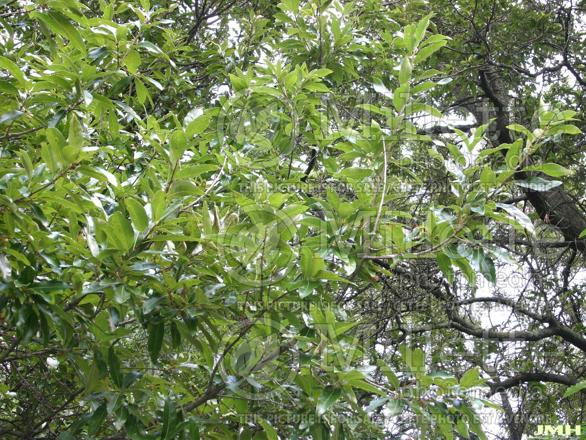 Quercus imbricaria (shingle oak) 2