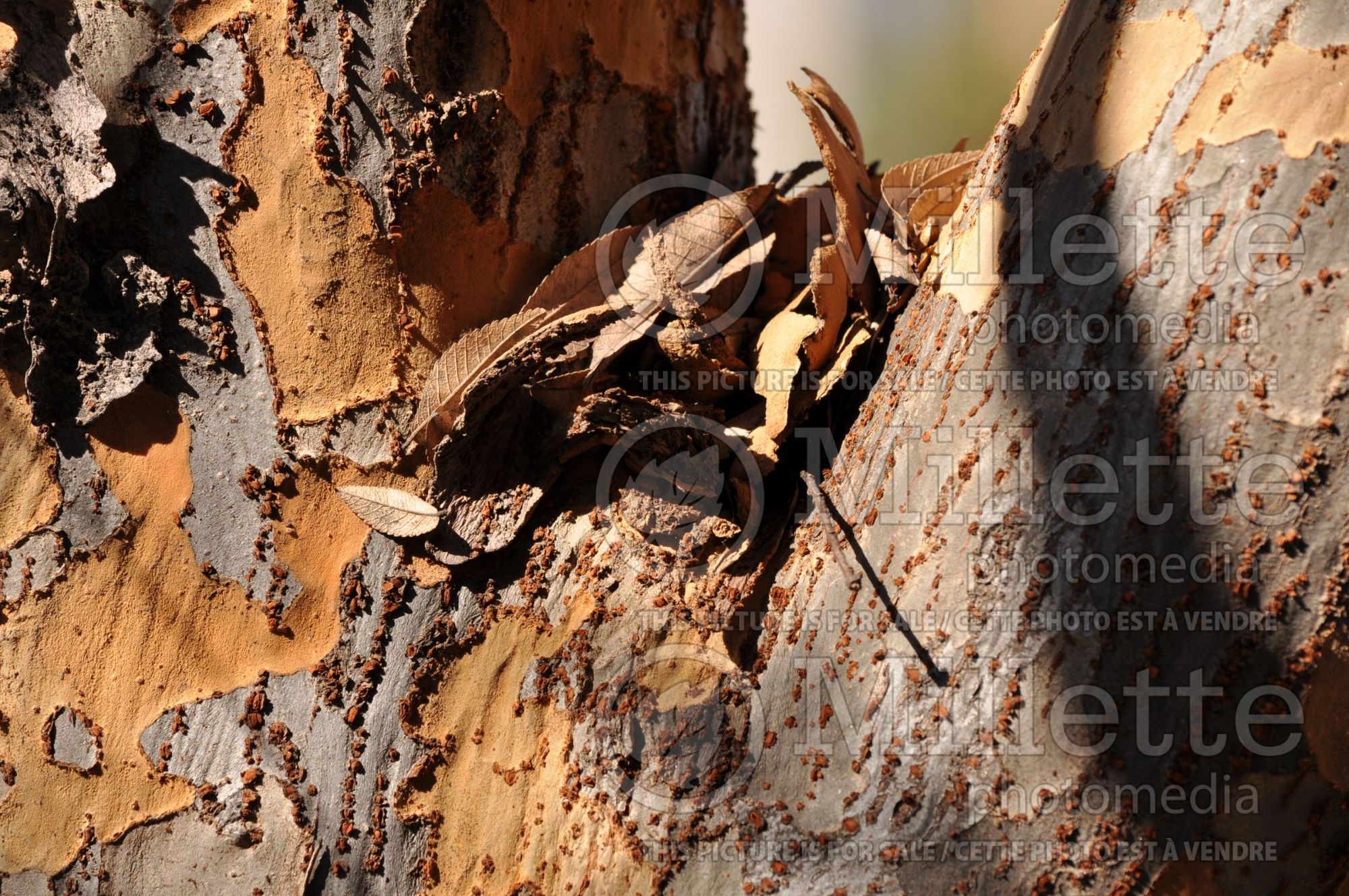 Quercus lyrata (overcup oak) 2