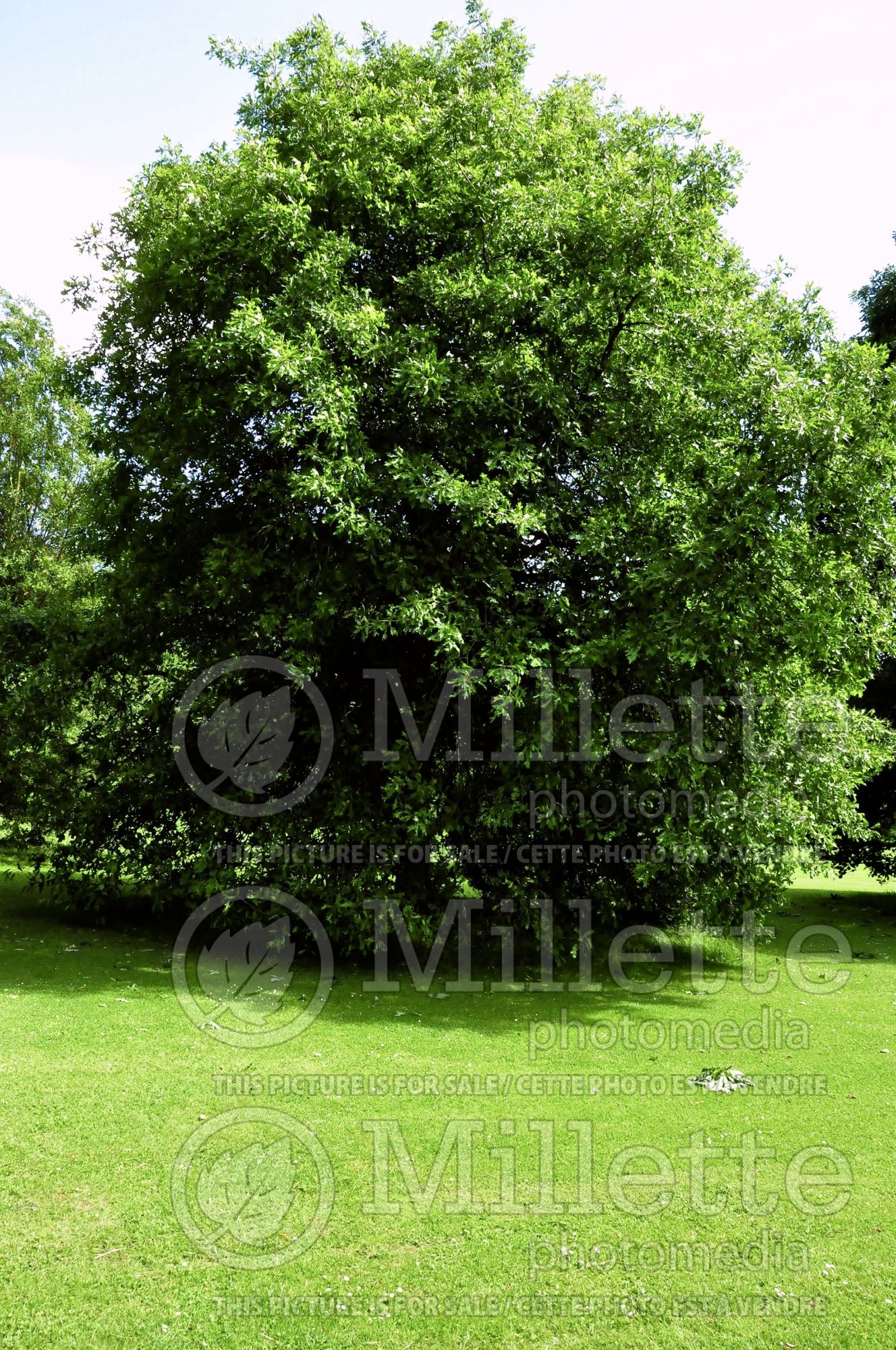 Quercus lyrata (overcup oak) 1