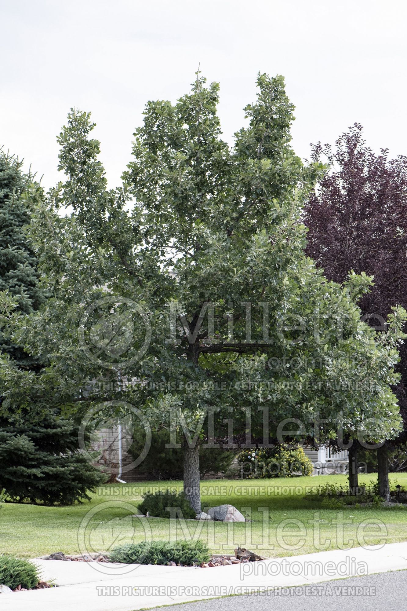 Quercus macrocarpa (bur oak) 7