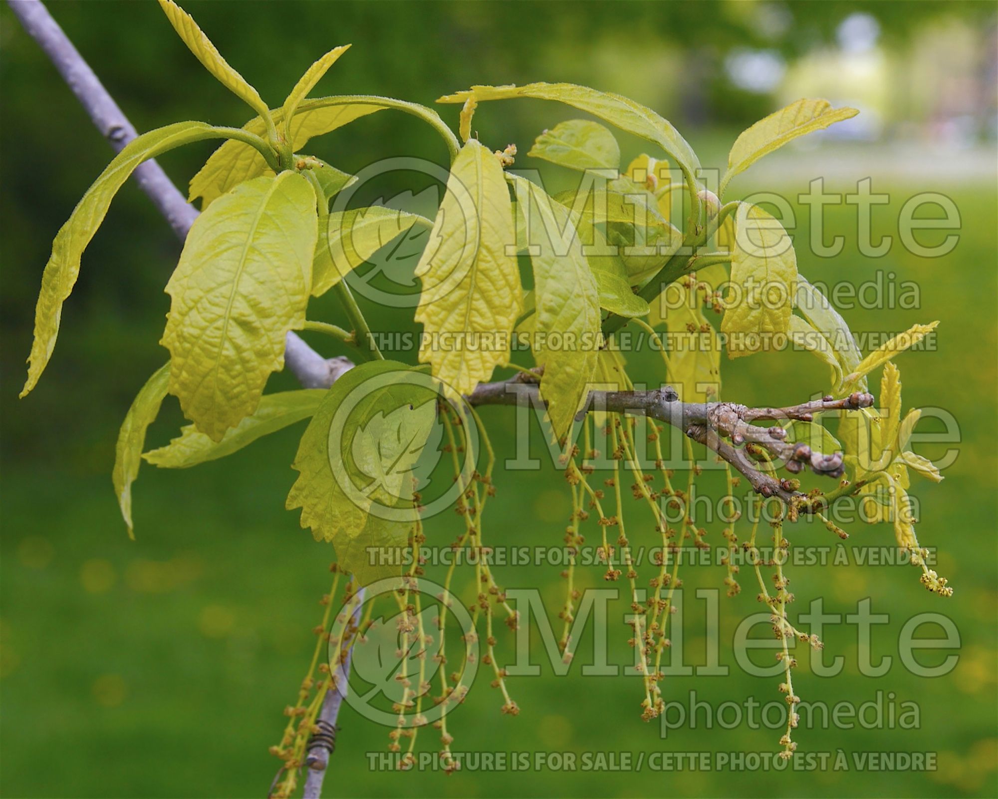 Quercus muehlenbergii (chinkapin oak) 2