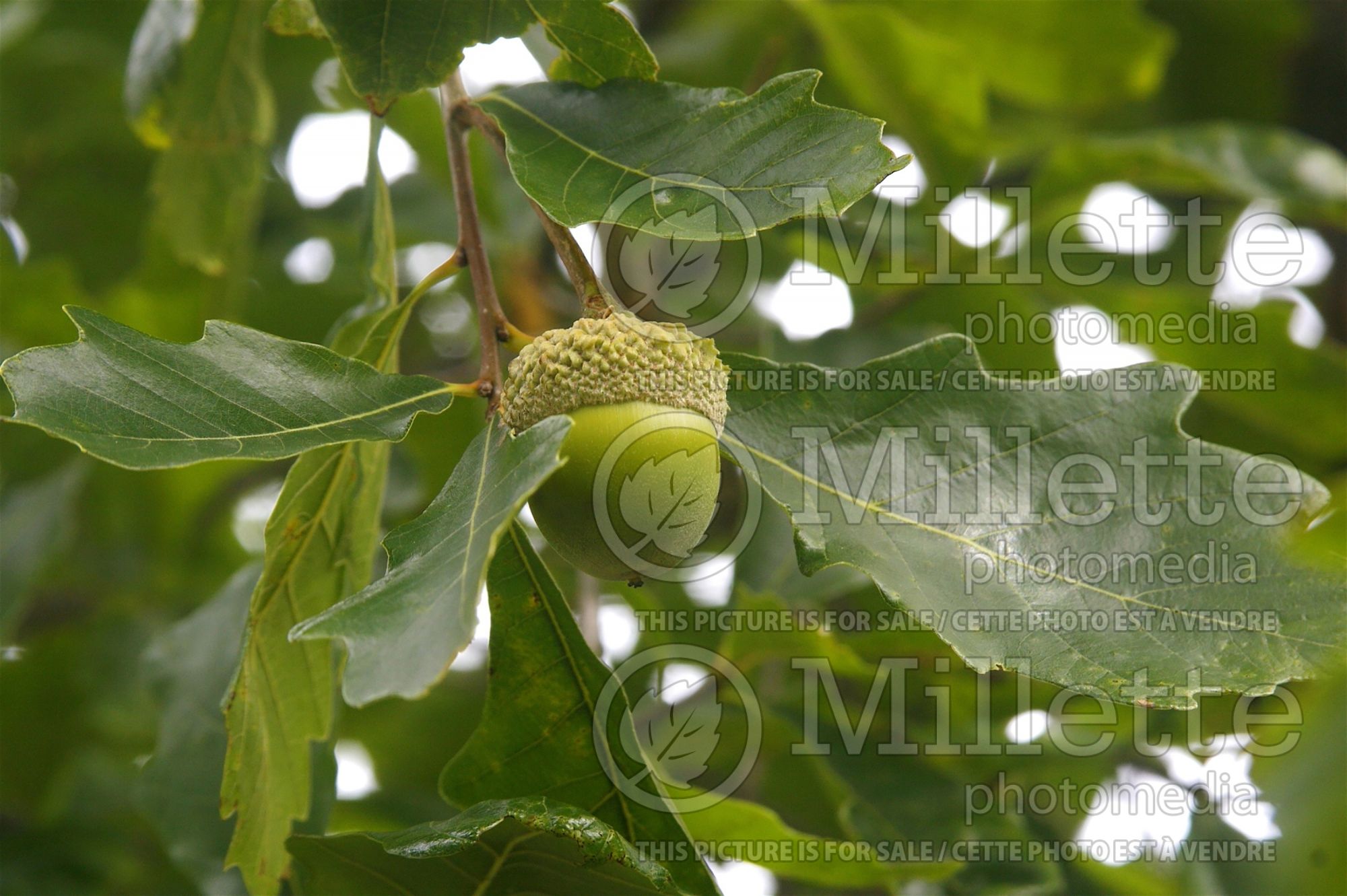 Quercus muehlenbergii (chinkapin oak) 3