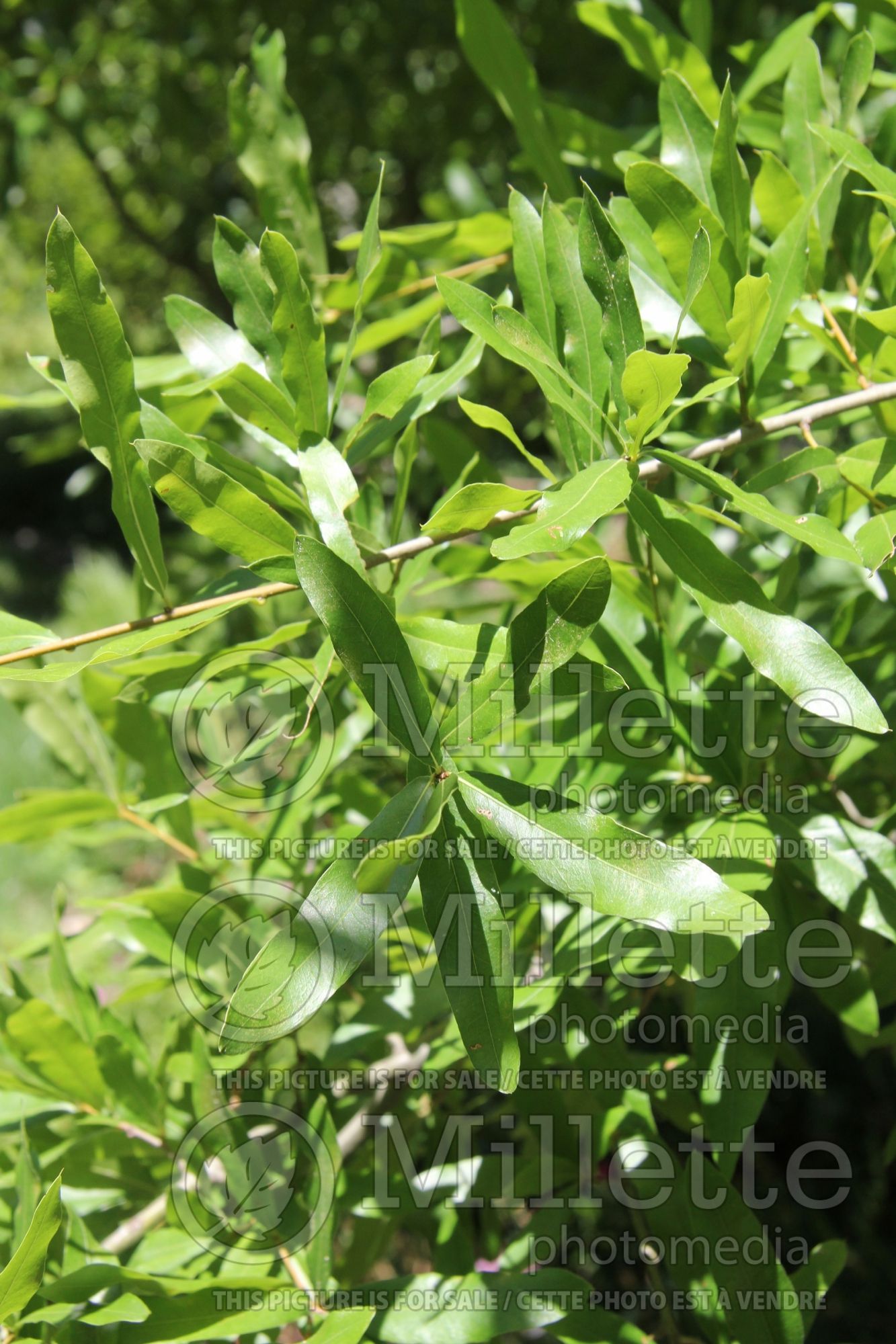 Quercus phellos (willow oak) 2